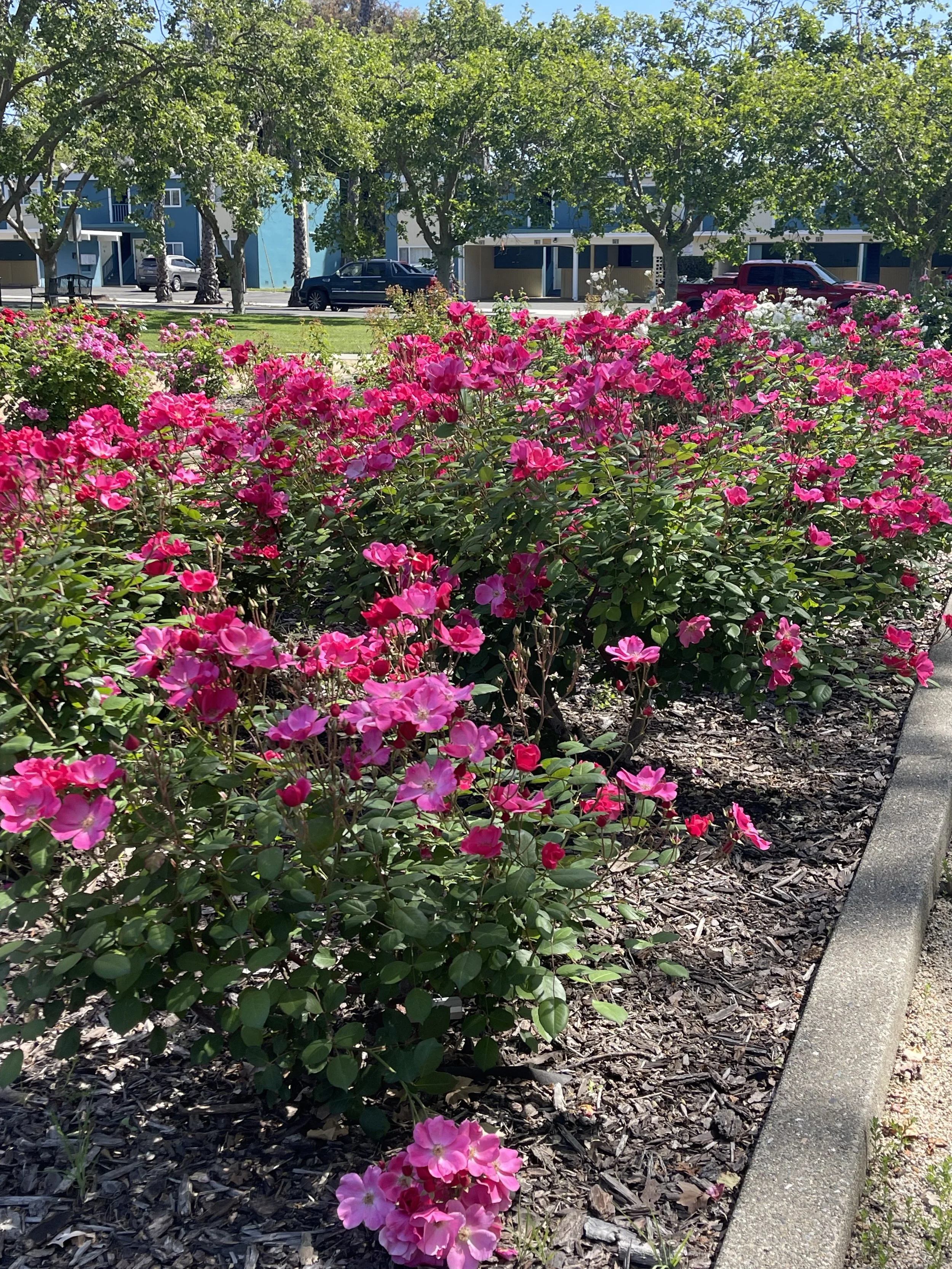 Free Workshop: Learn to Prune Roses