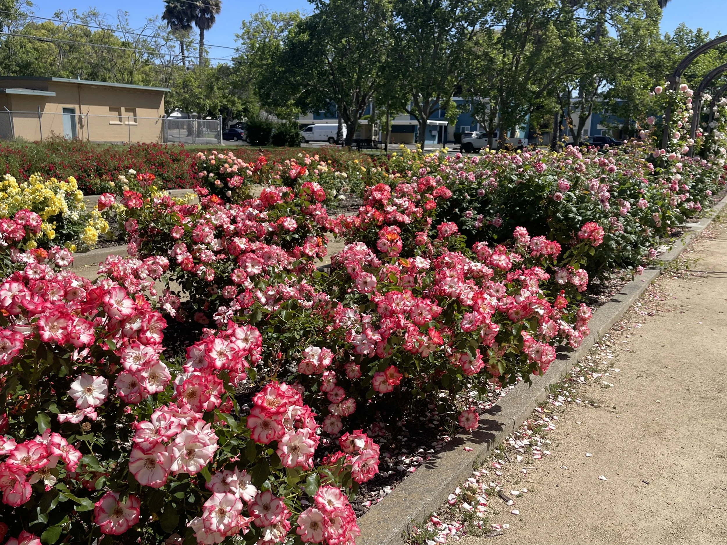 IMG_6386.jpeg