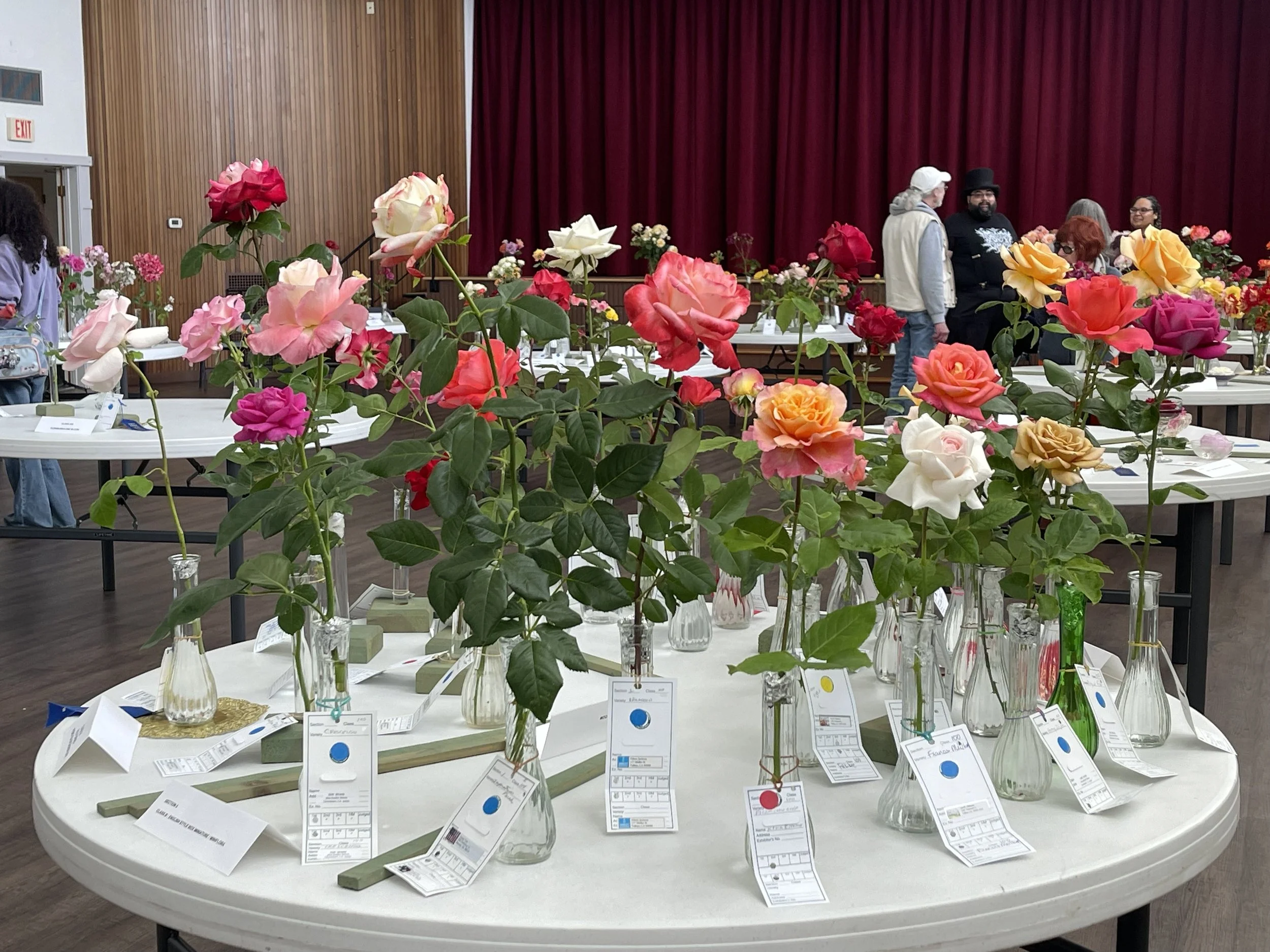 North Bay Spring Rose Show