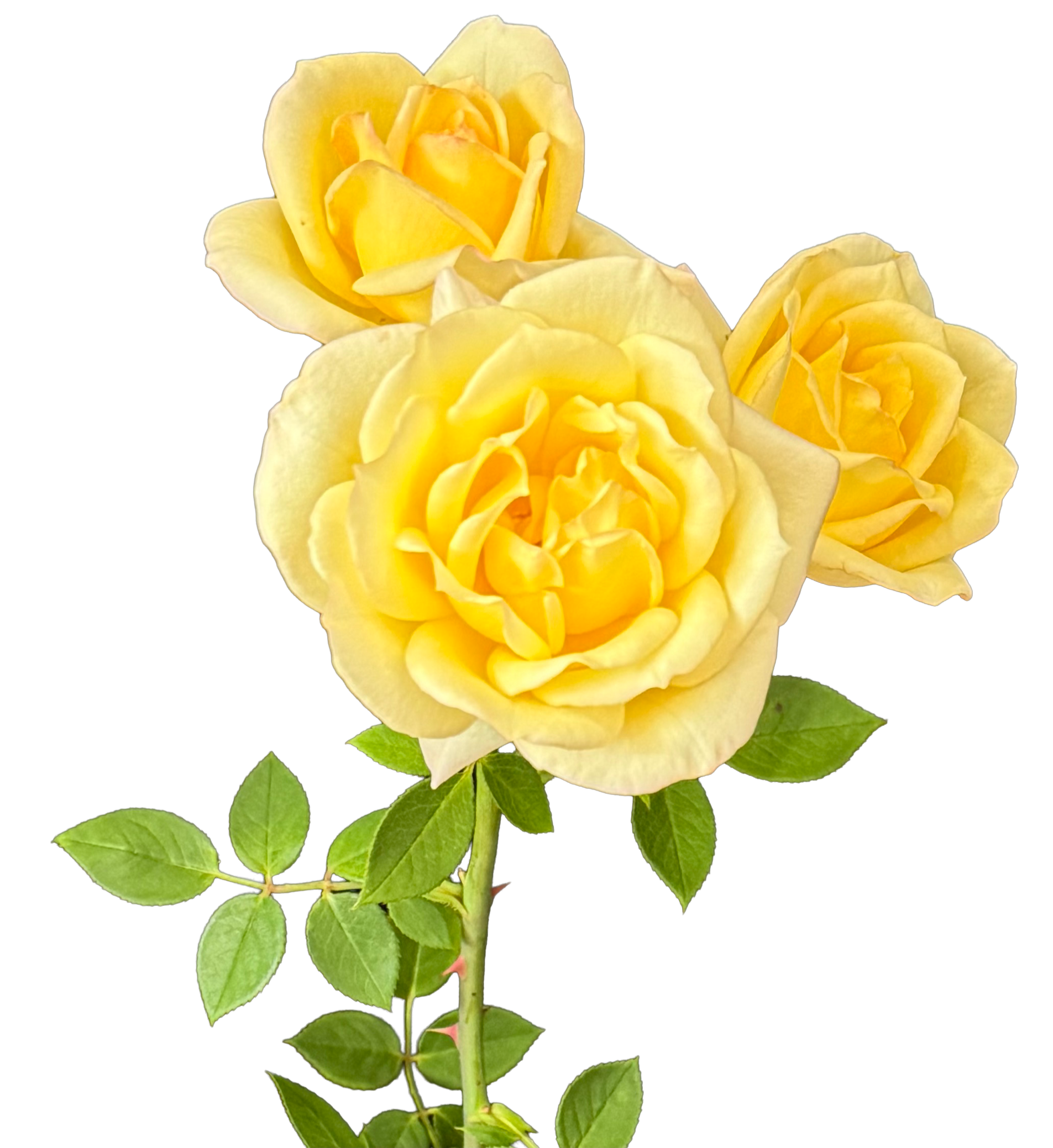 A close-up image of a yellow rose with green leaves on a black background.