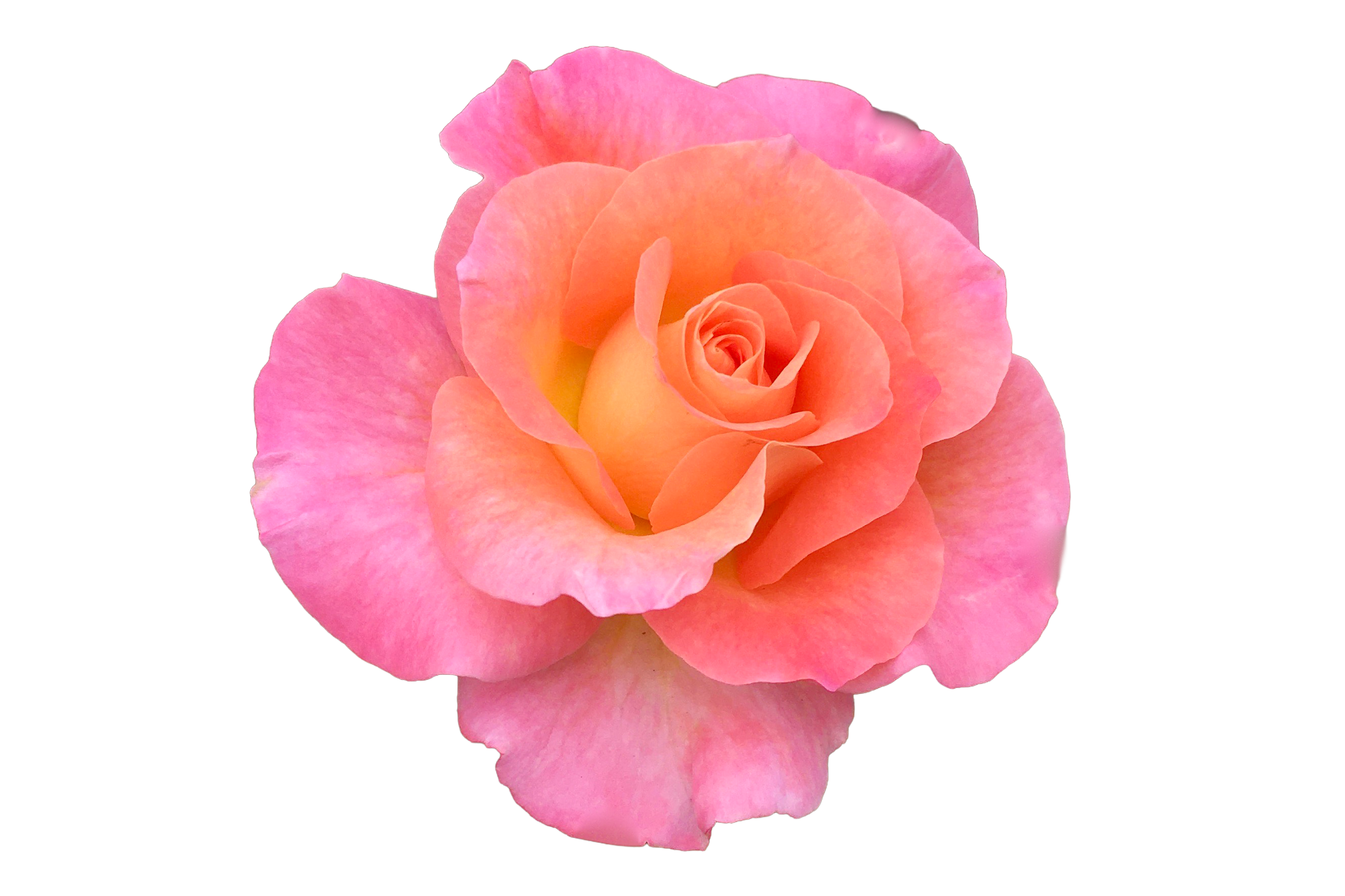 A close-up of a pink and peach-colored rose flower isolated on black background.