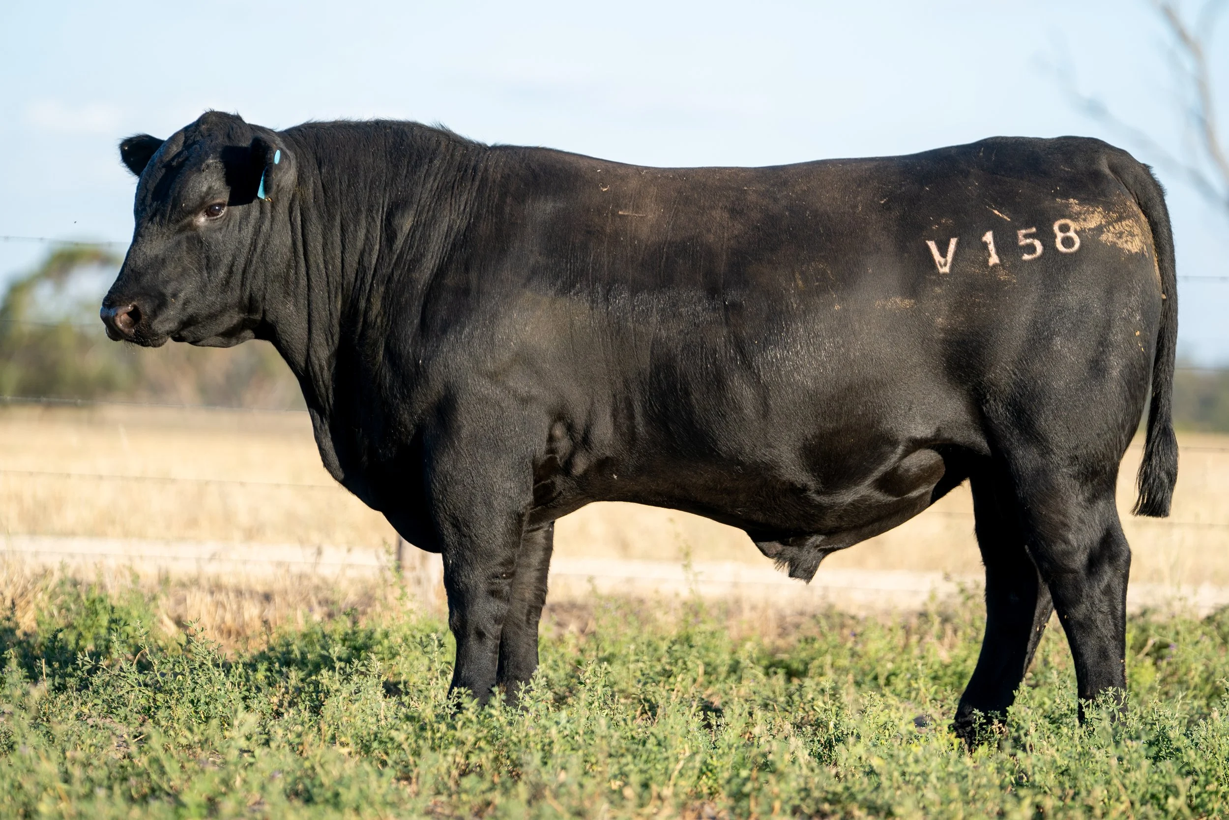 LOT 31 KERINGA VANCOUVER V158.jpg