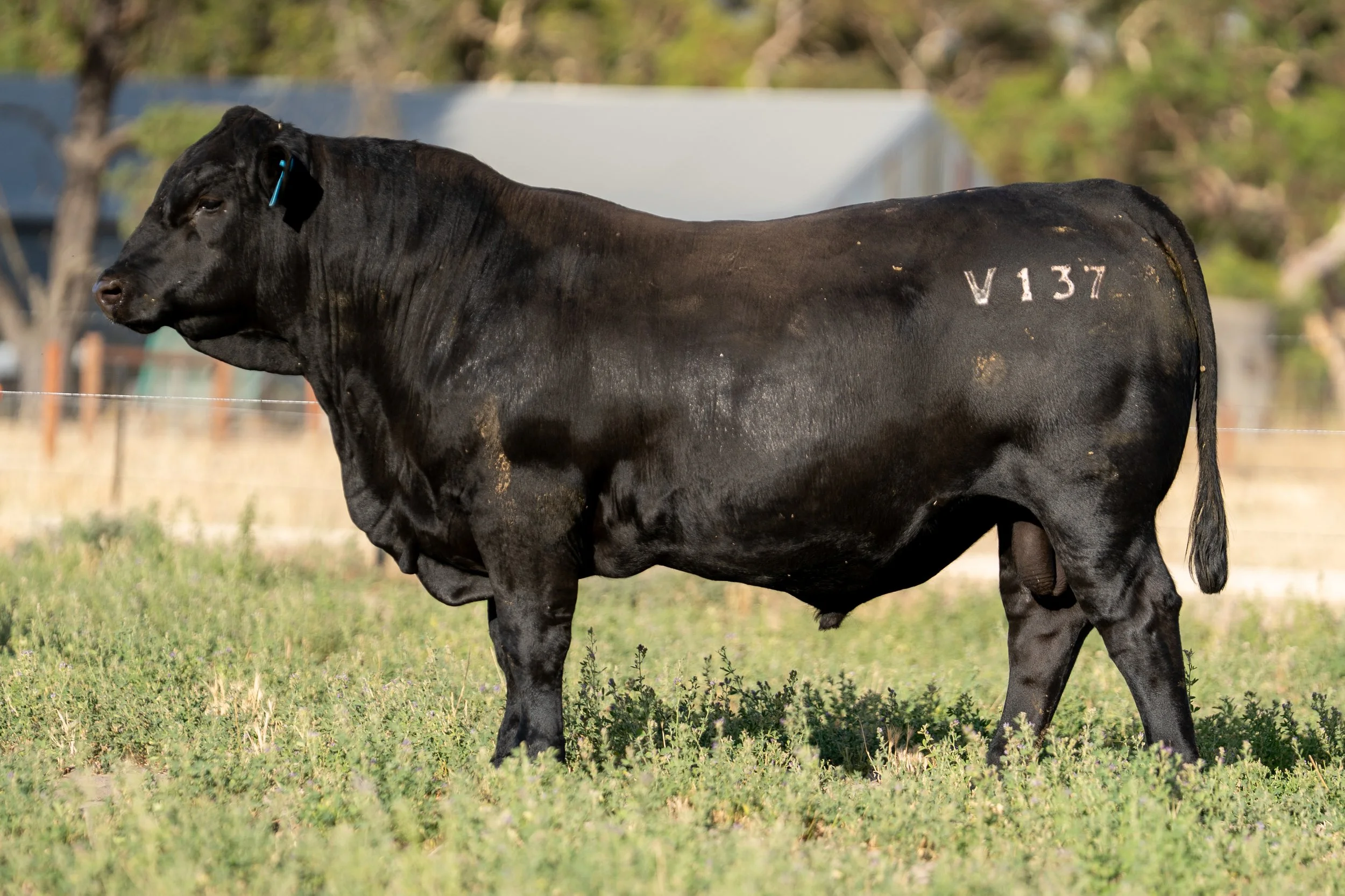 LOT 16 KERINGA VIGOUR V137.jpg
