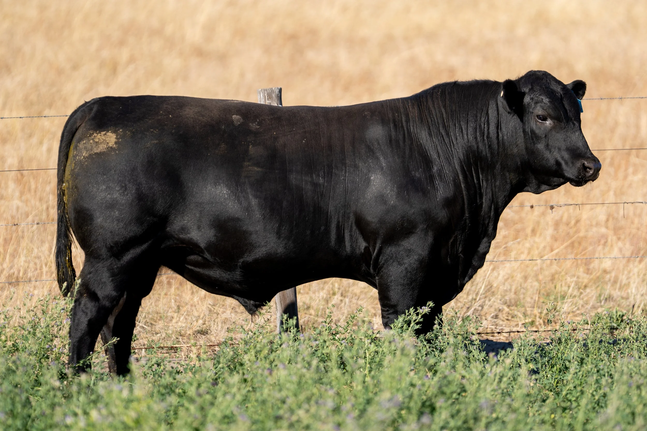 LOT 50 KERINGA VANCOUVER V154.jpg