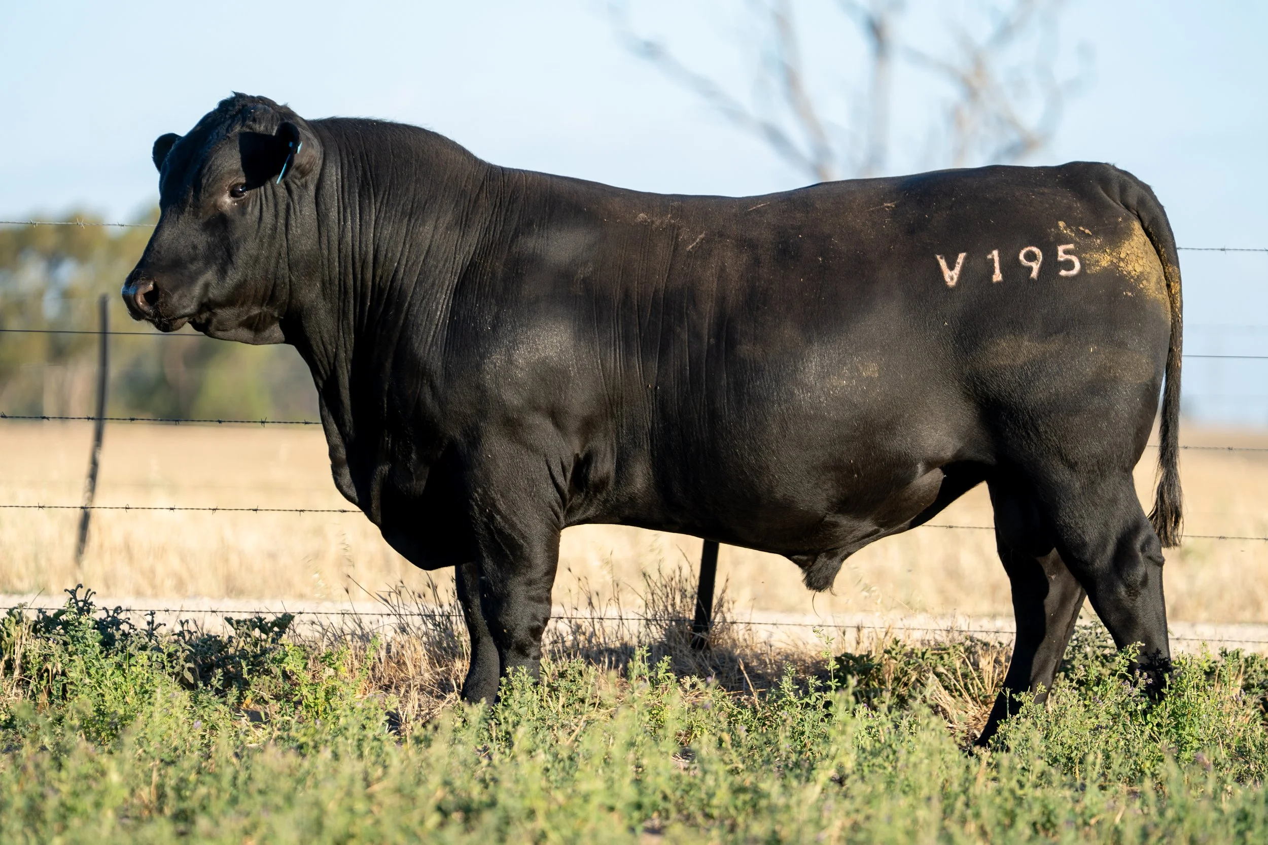 LOT 26 KERINGA VANGUARD V195.jpg