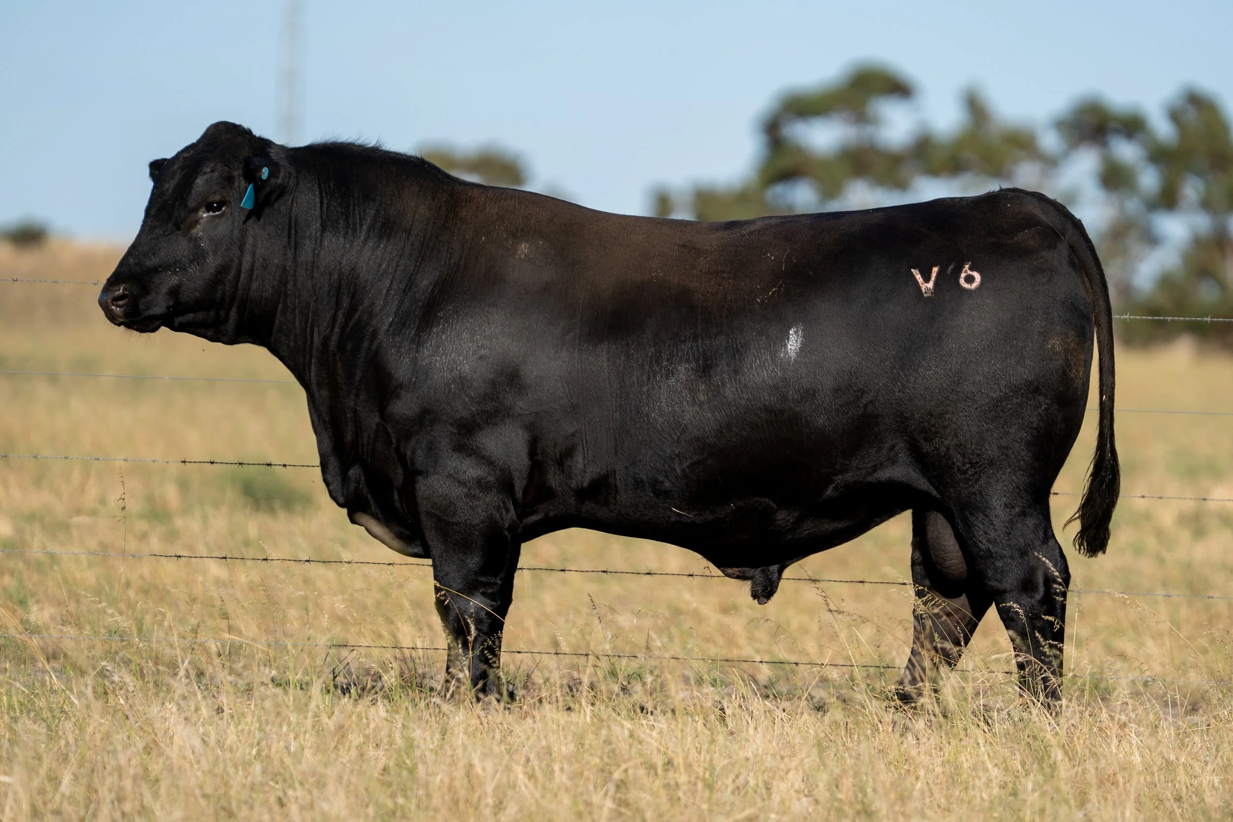 LOT 9 KERINGA VULCANO V6.jpg