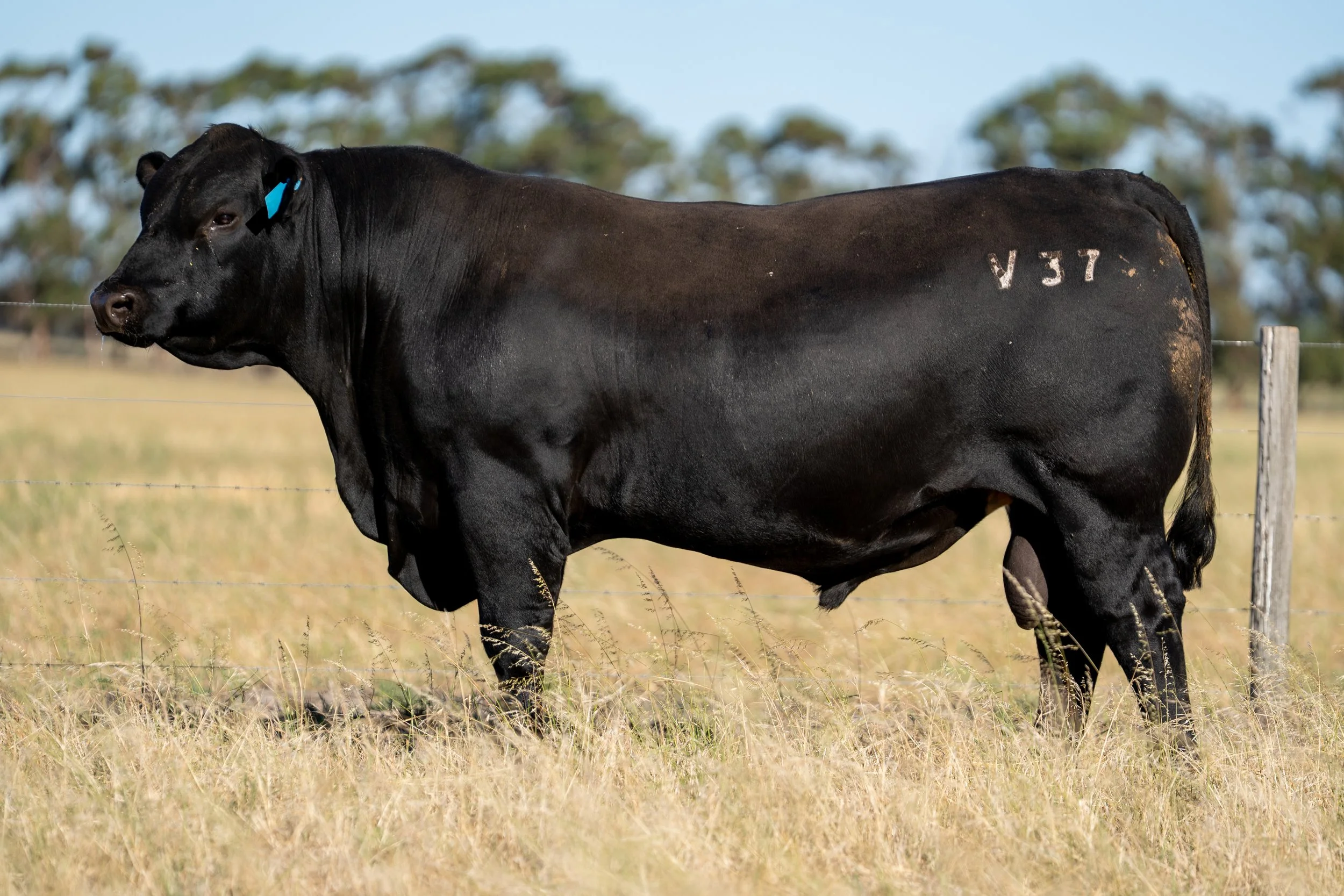 LOT 1 KERINGA VIRTUAL V37.jpg