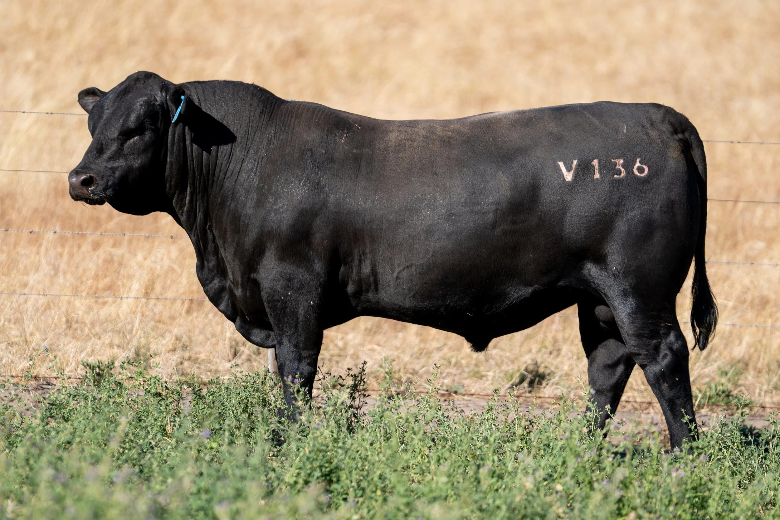LOT 19 KERINGA VIGOUR V136.jpg
