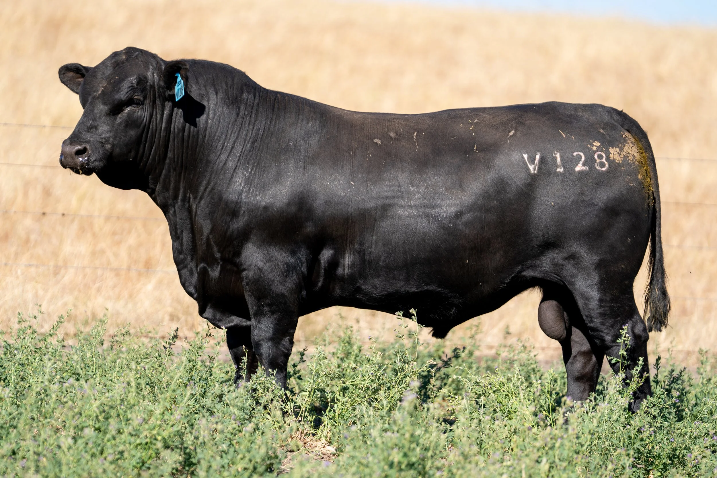 LOT 17 KERINGA VIGOUR V128.jpg
