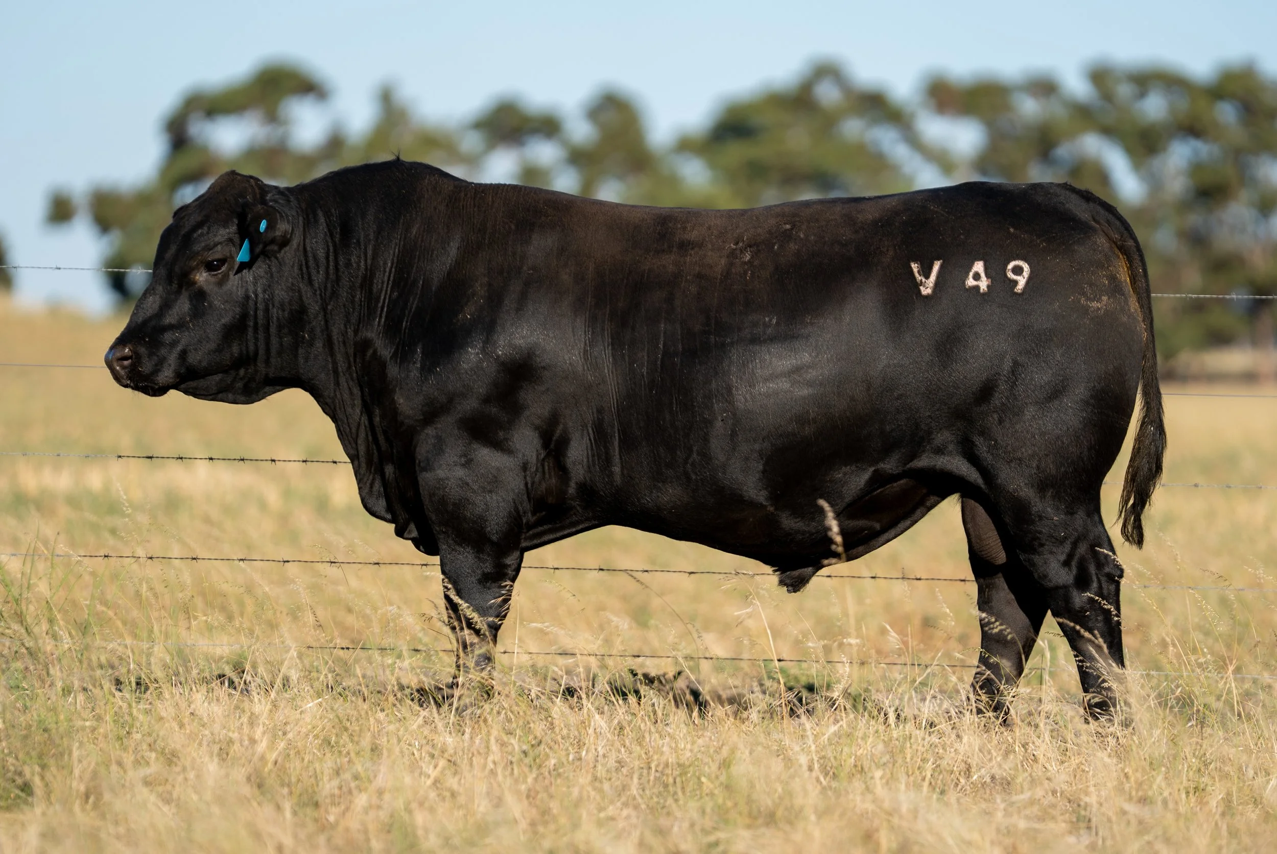 LOT 12 KERINGA VANGUARD V49.jpg