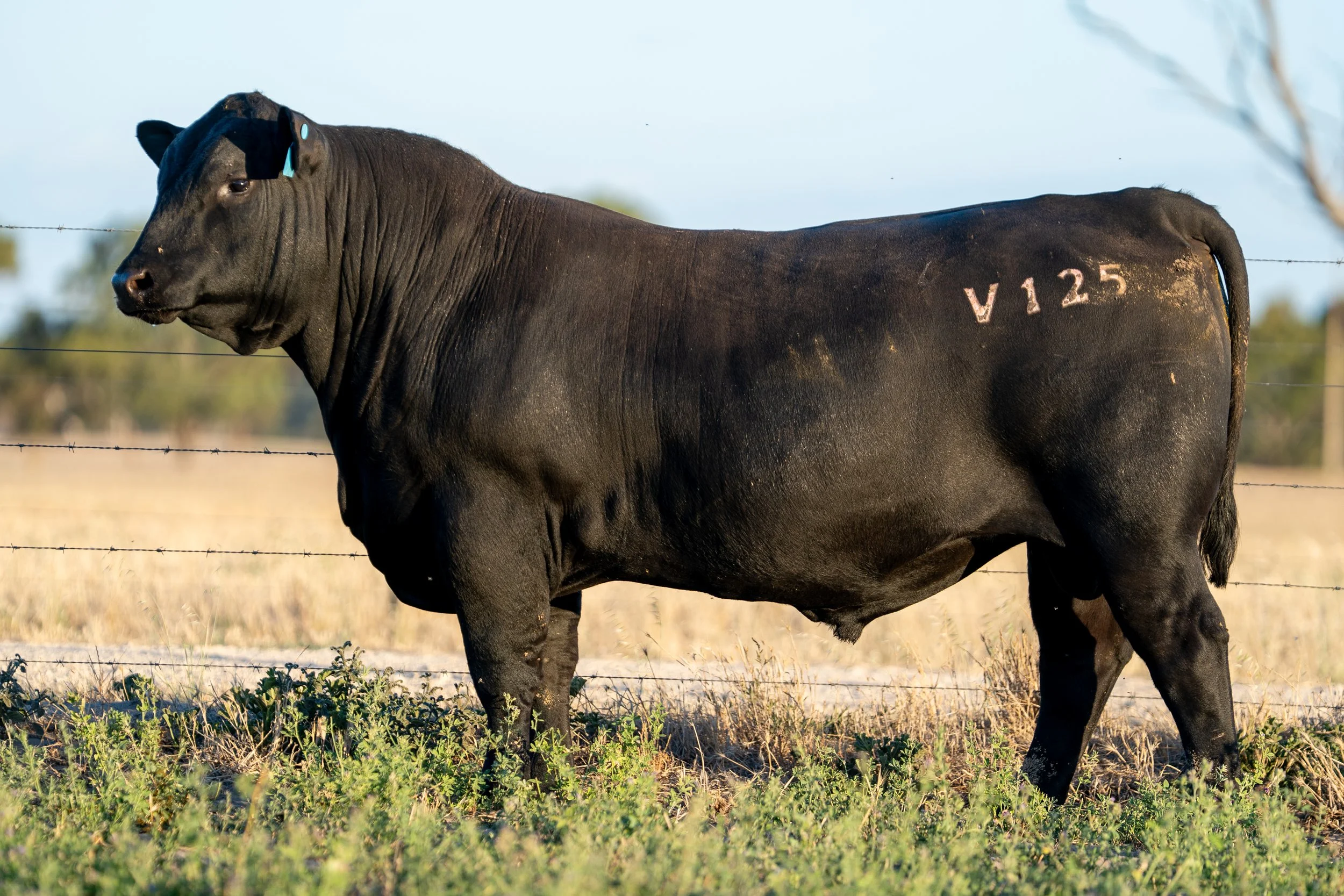 LOT 36 KERINGA VADA V125.jpg