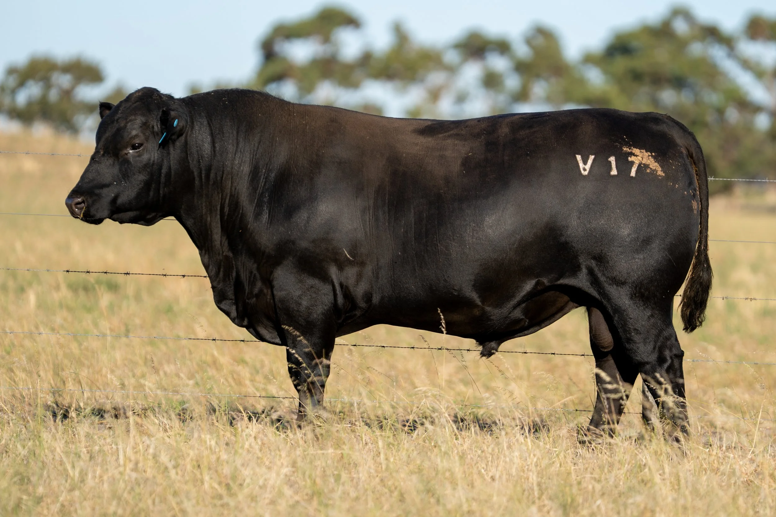 LOT 8 KERINGA VANGUARD V17.jpg