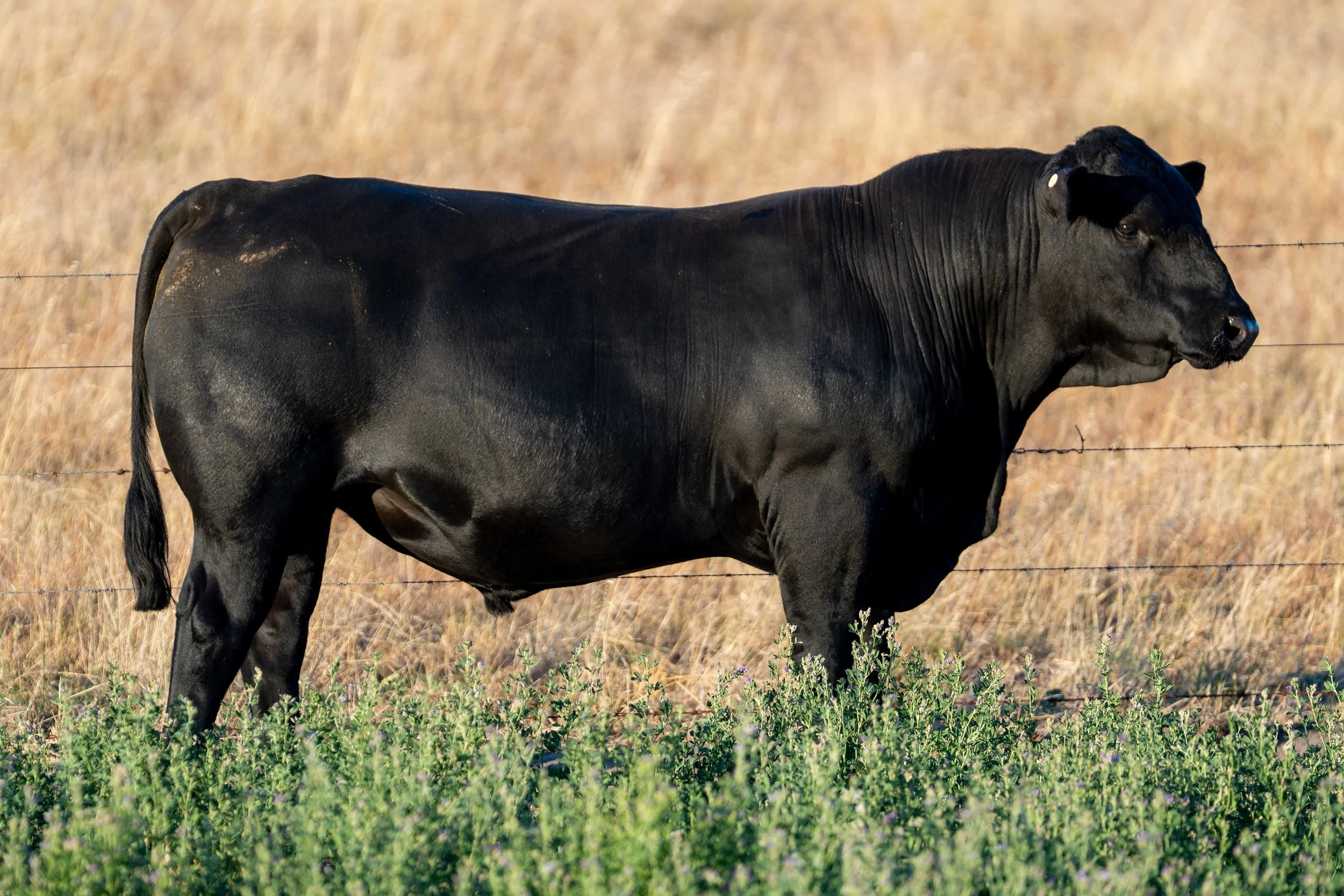 LOT 48 KERINGA VOPPER V236.jpg