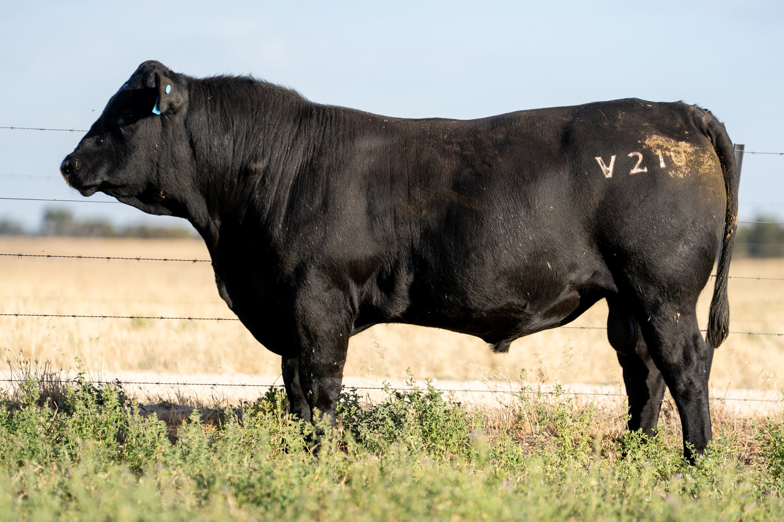 LOT 37 KERINGA VADA V210.jpg