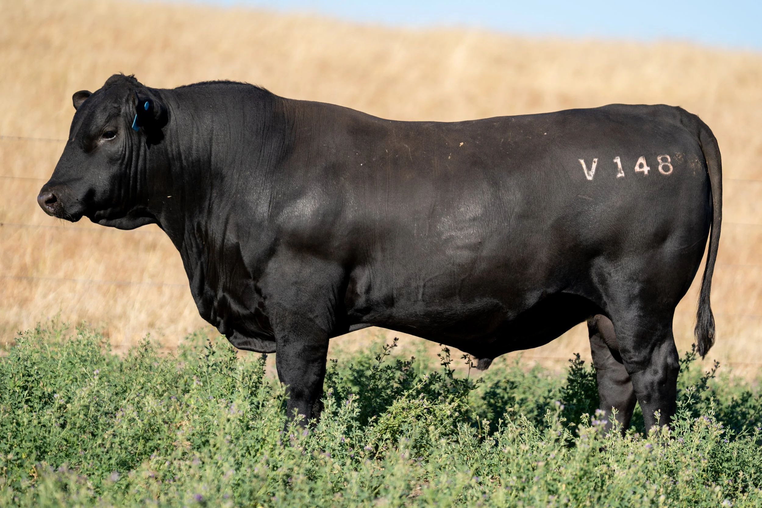 LOT 28 KERINGA VADA V148.jpg