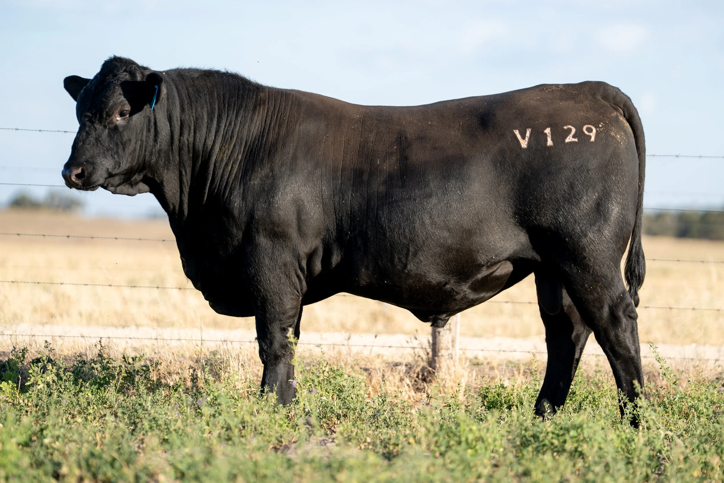 LOT 23 KERINGA VULCAN V129.jpg