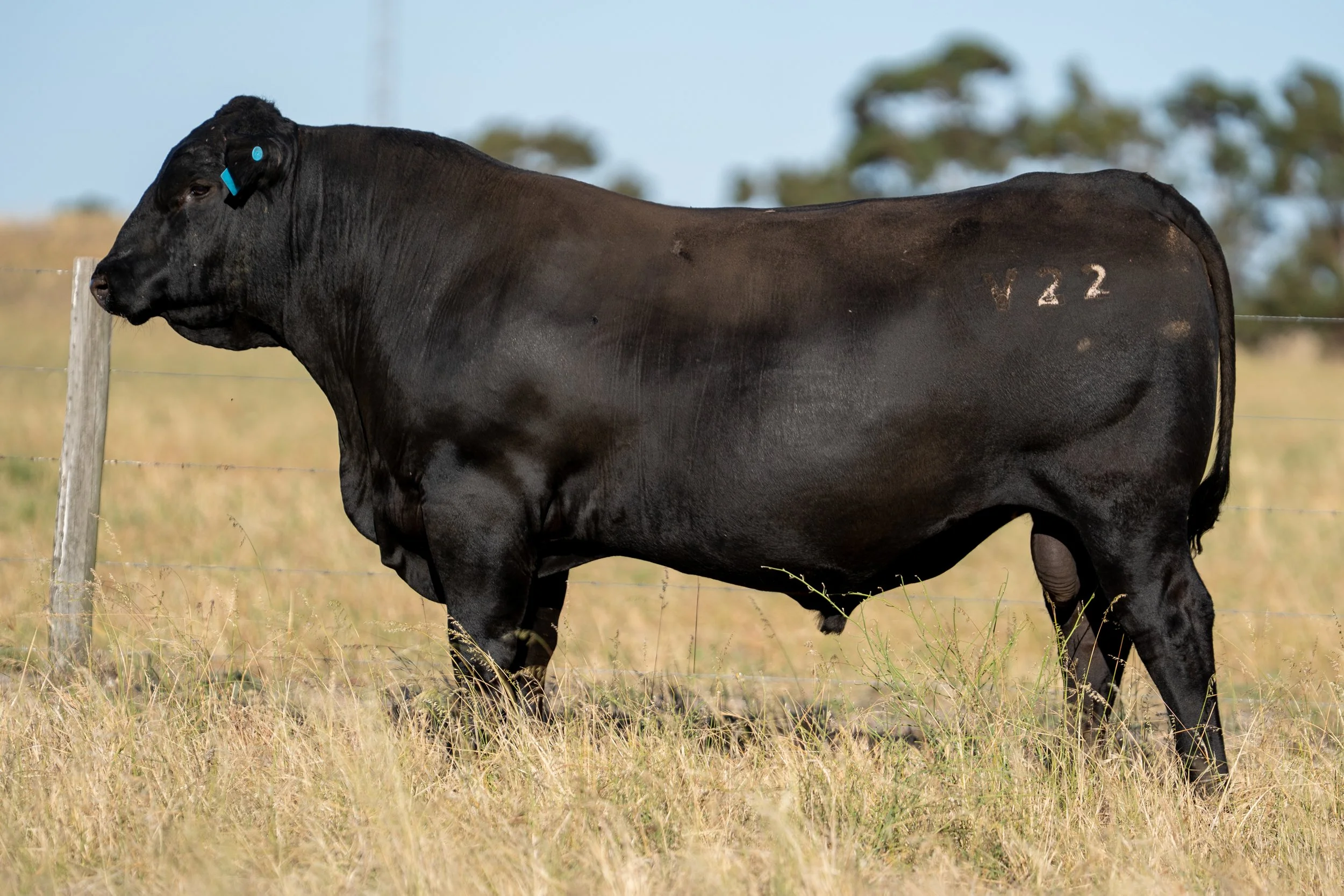 LOT 10 KERINGA VAN GOGH V22.jpg