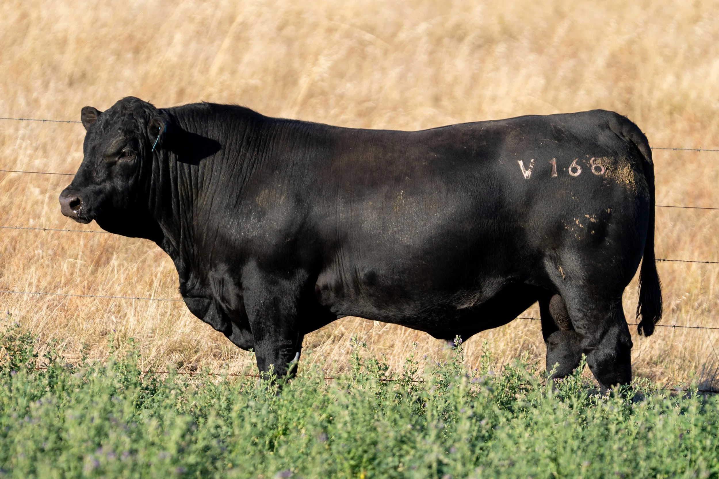 LOT 52 KERINGA VANCOUVER V168.jpg