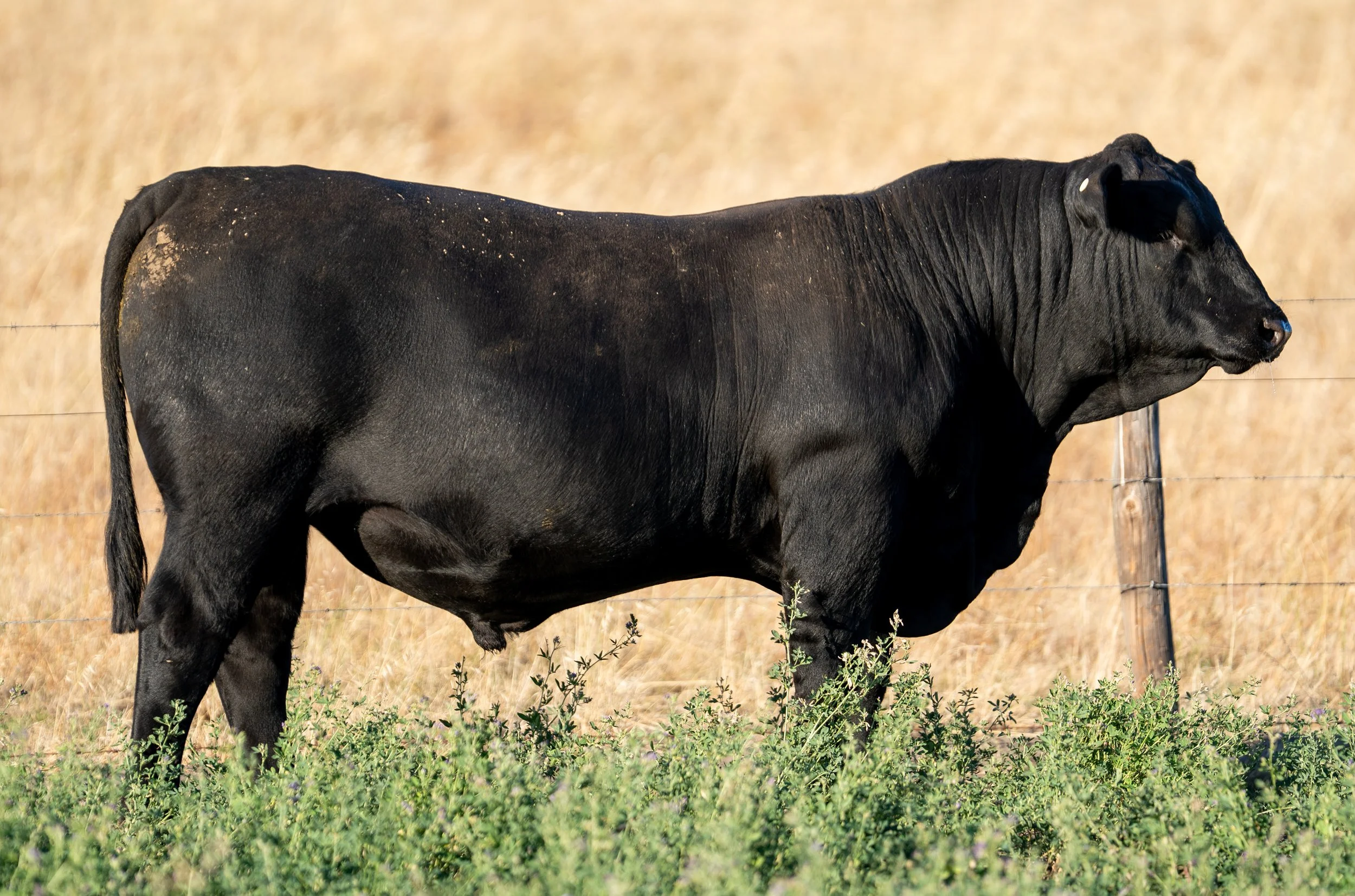 LOT 24 KERINGA VICTOR V177.jpg