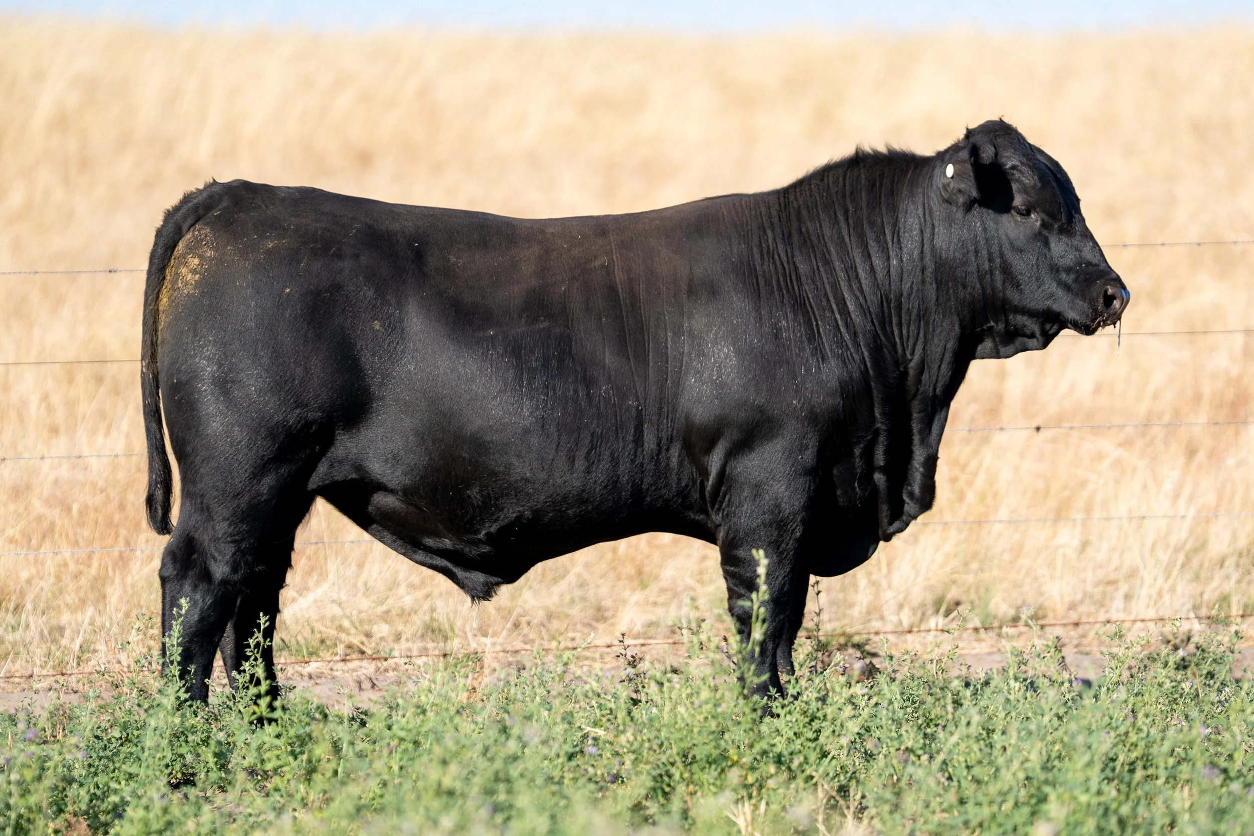 LOT 39 KERINGA VANCOUVER V169.jpg