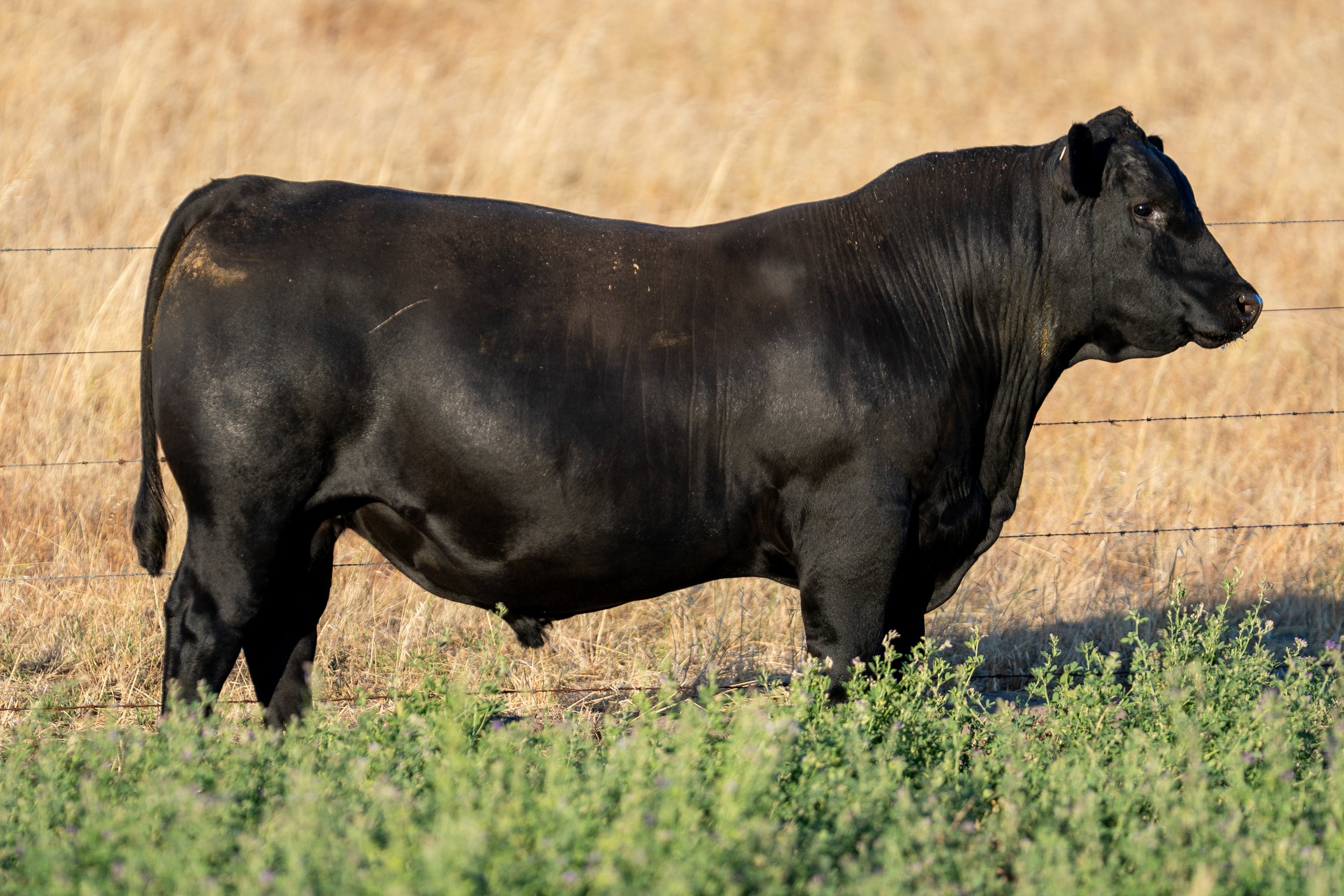 LOT 42 KERINGA VALOUR V190.jpg