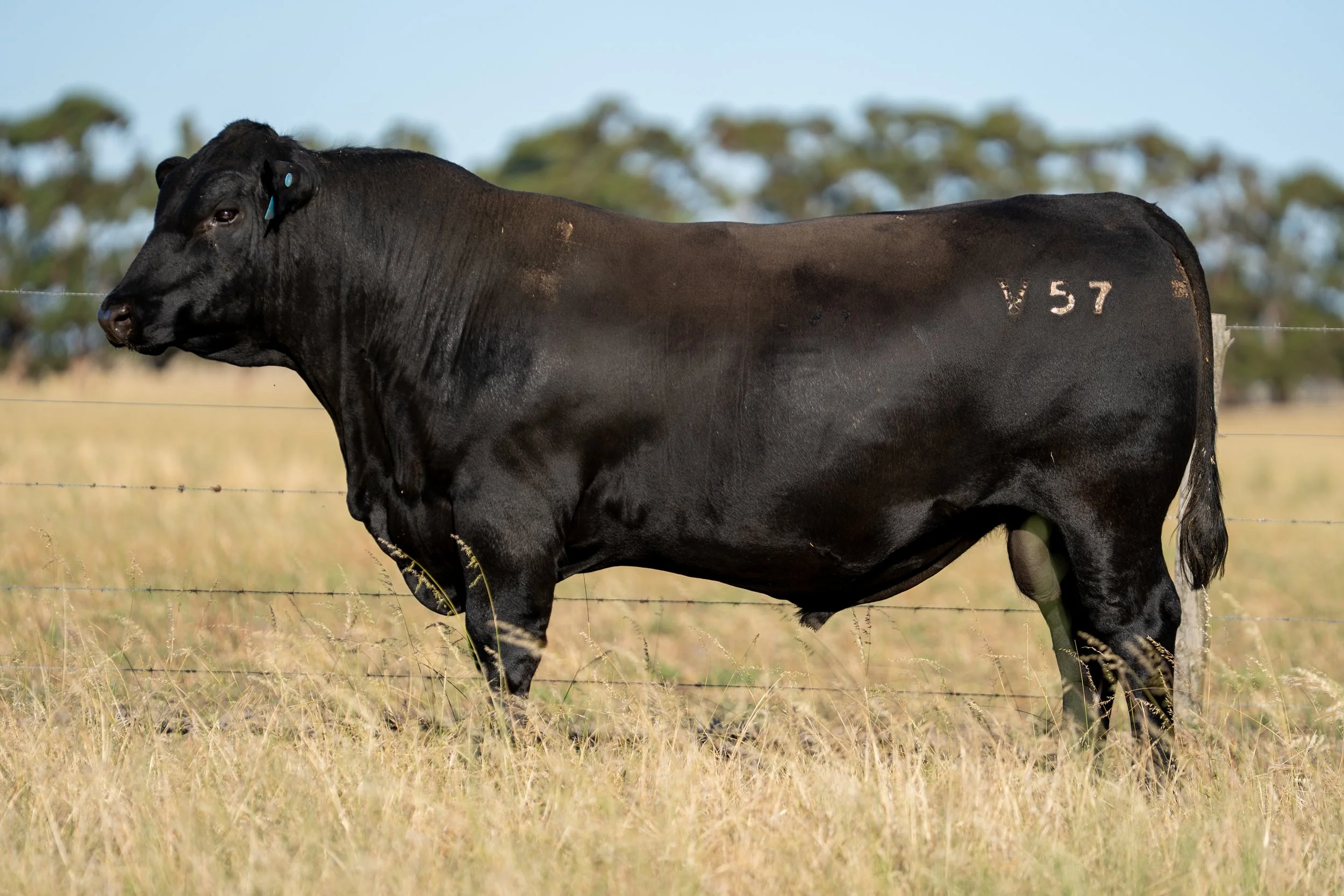 LOT 7 KERINGA VANGUARD V57.jpg