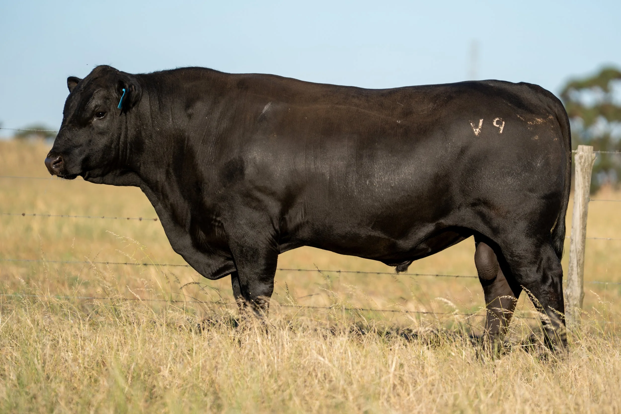 LOT 3 KERINGA VIRTUAL V9.jpg