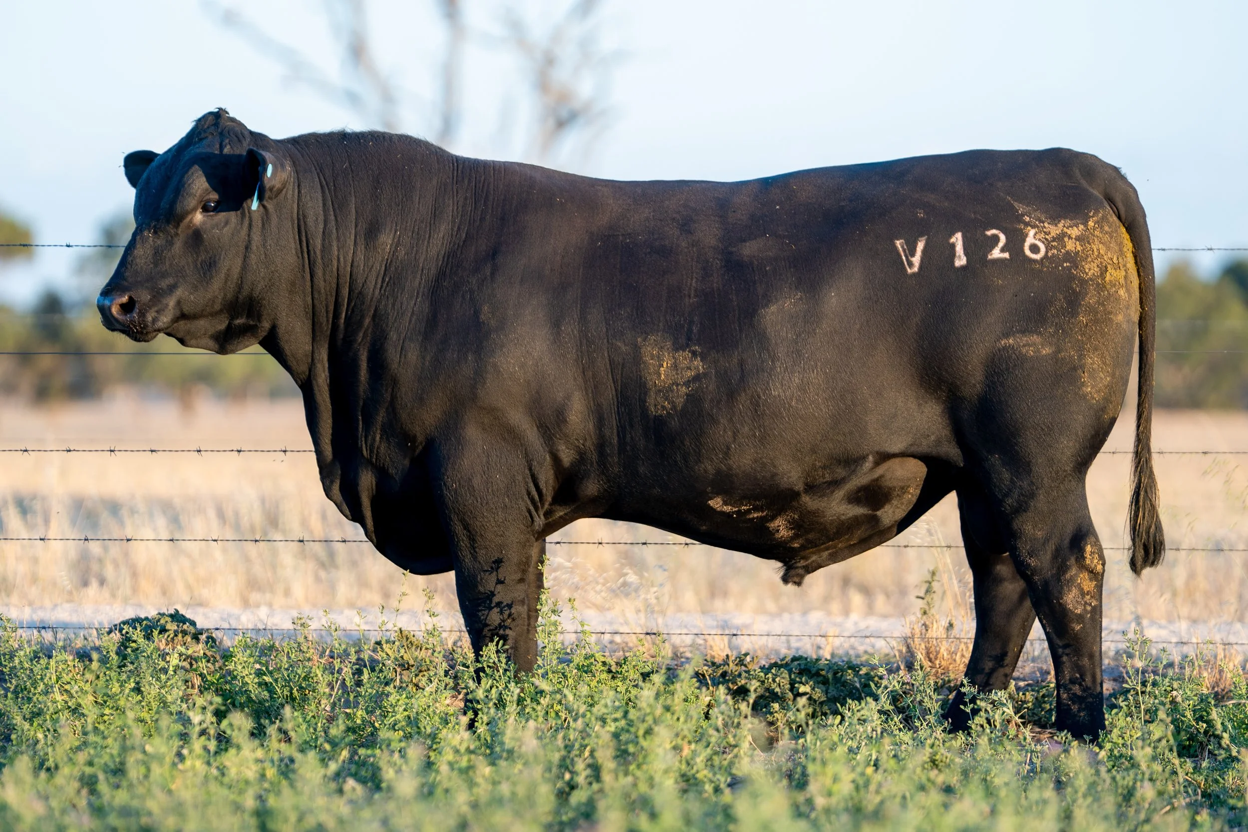 LOT 26 KERINGA VADA V126.jpg