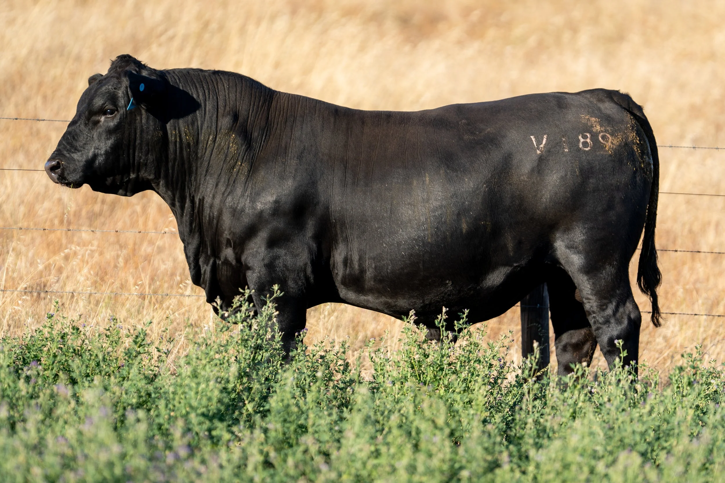 LOT 44 KERINGA VICEROY V189.jpg