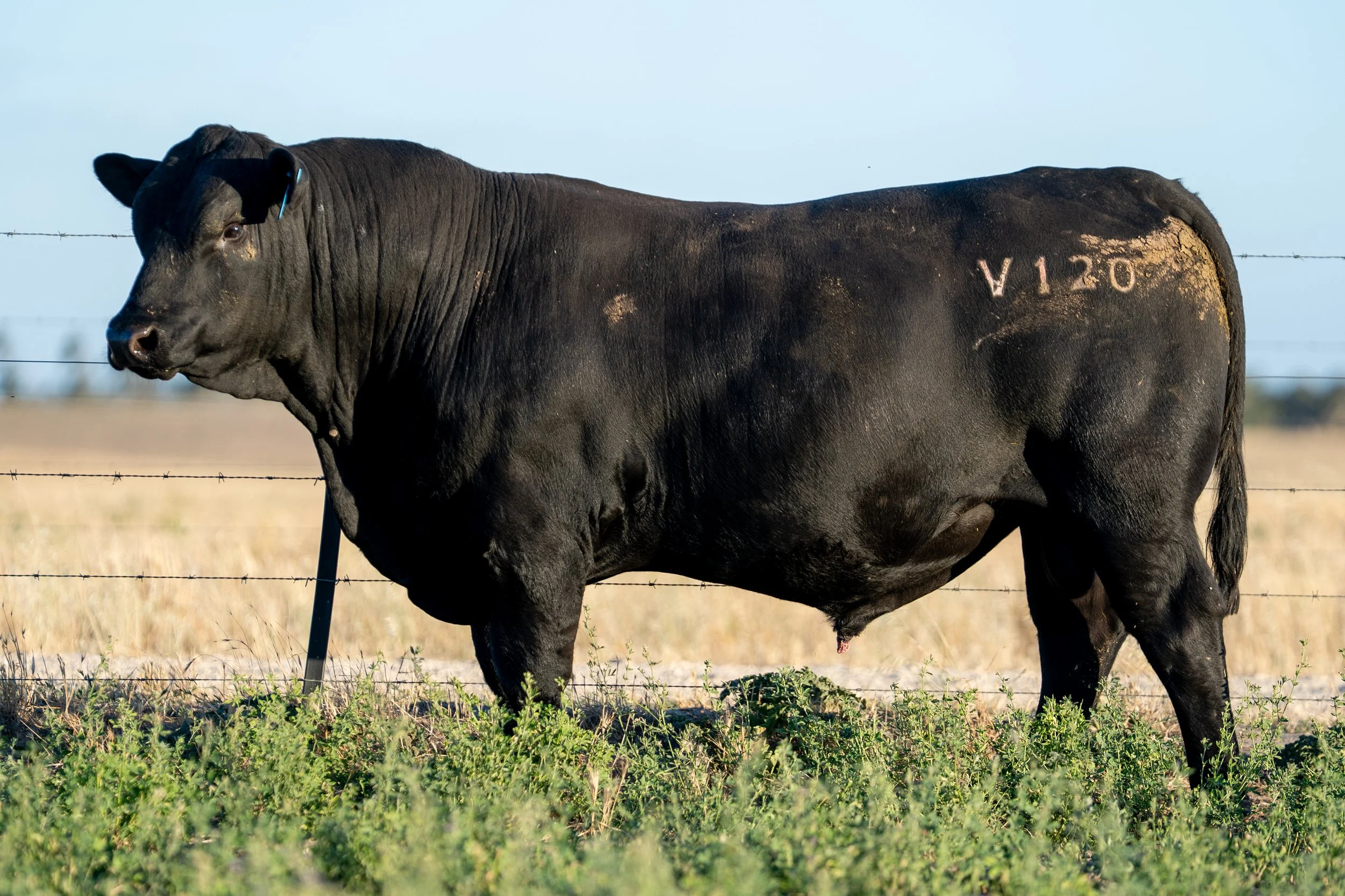 LOT 20 KERINGA VIGOUR V120.jpg