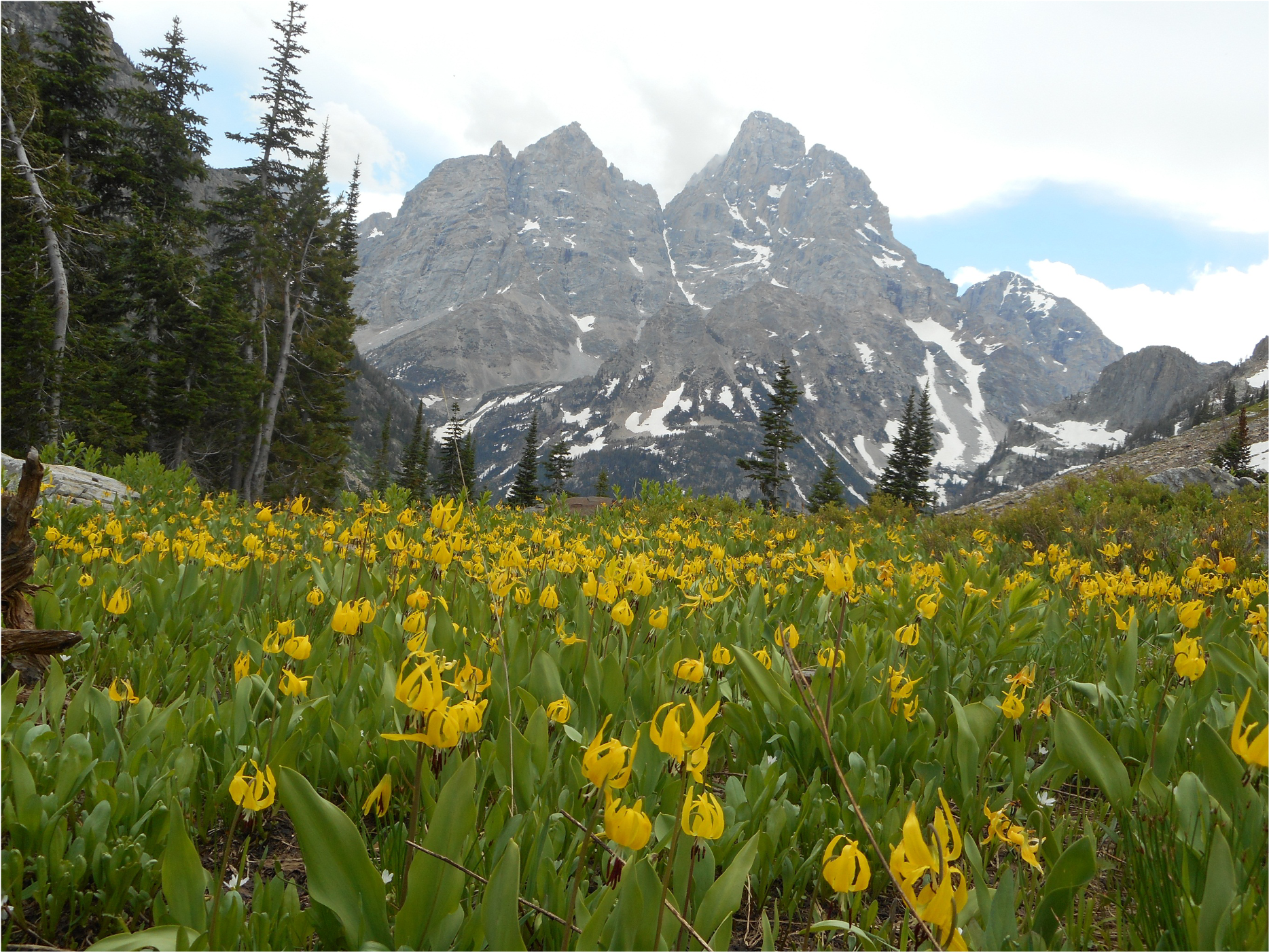 A vast field of yellow wildflowers with tall pine trees in the background, set beneath snow-capped mountain peaks.