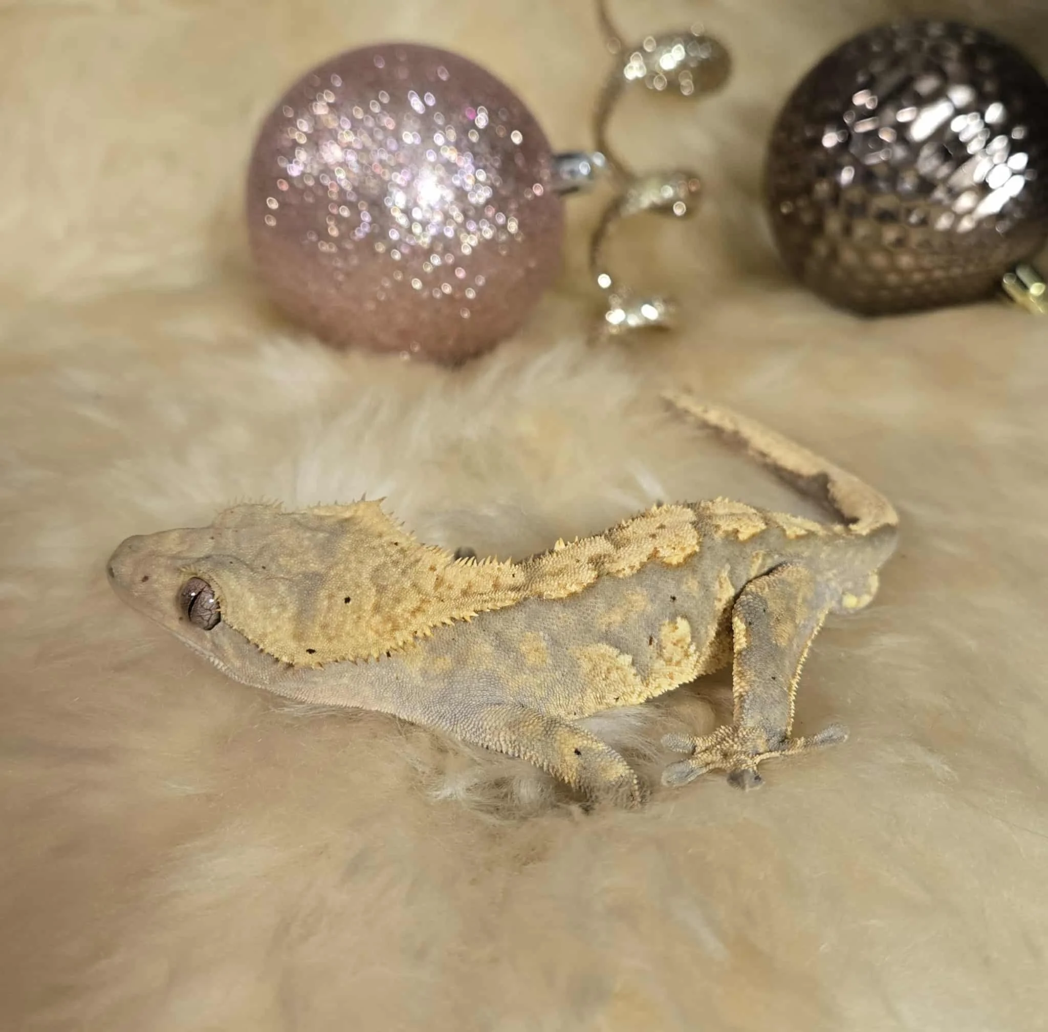 Male light base harlequin