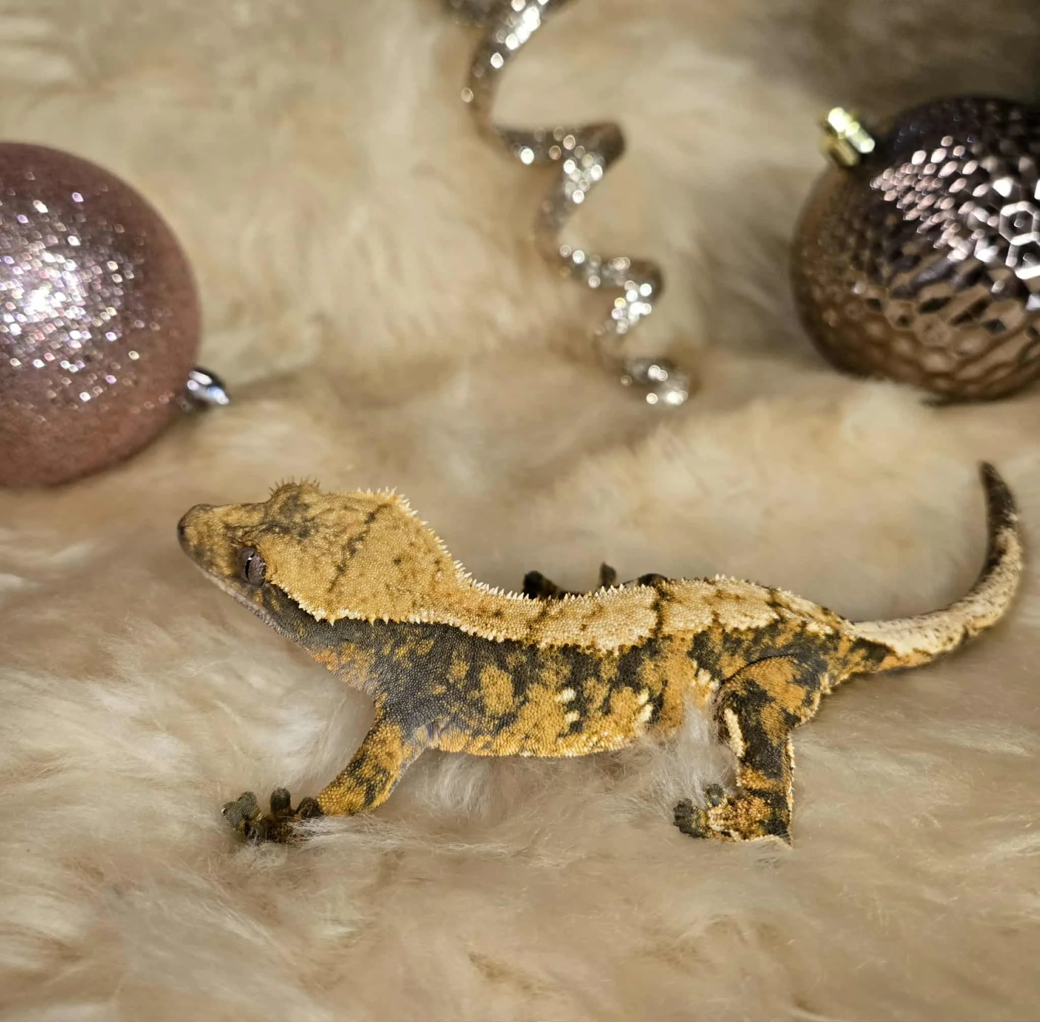 Female high patterning harlequin