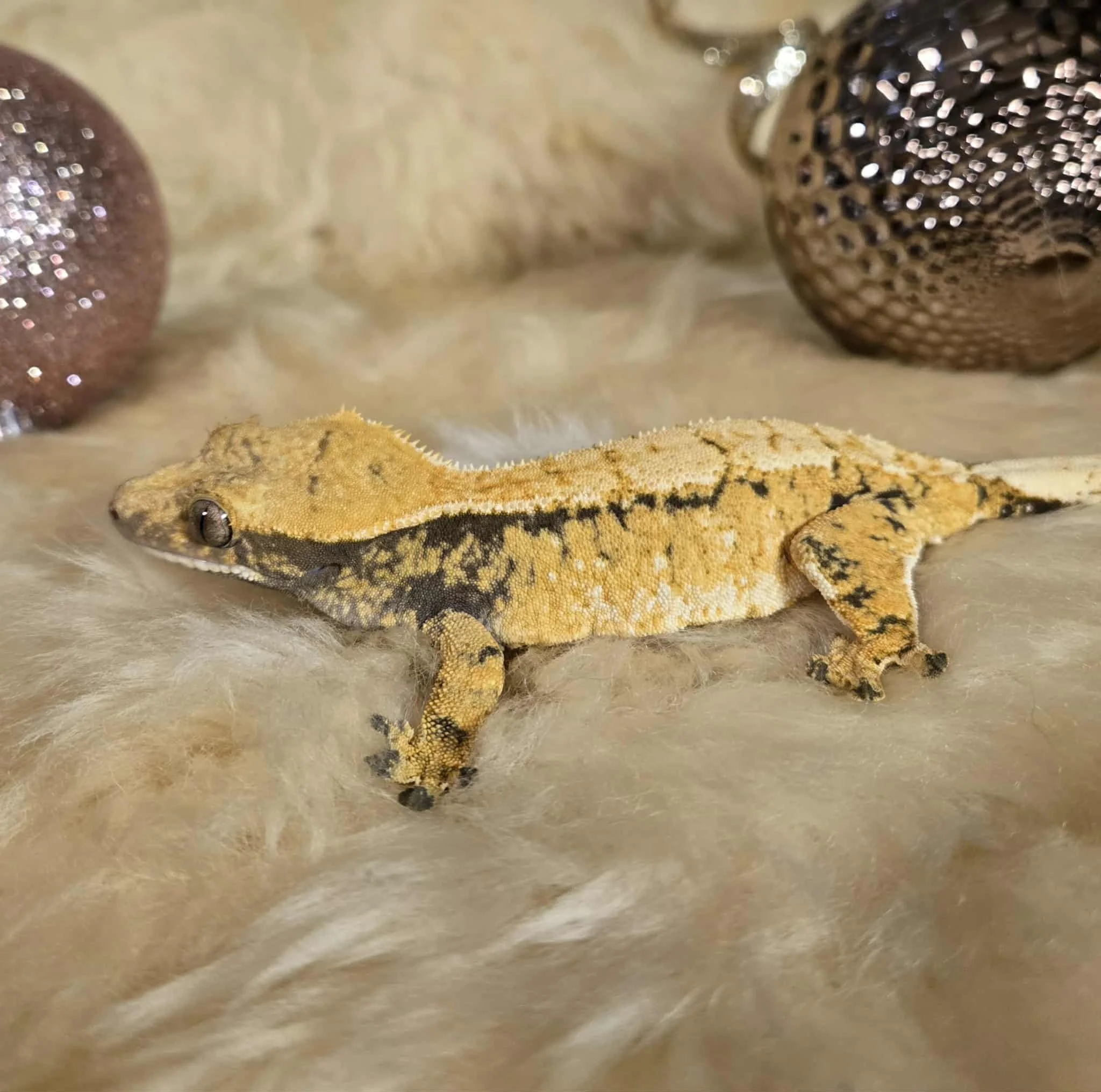 Female high expression extreme harlequin