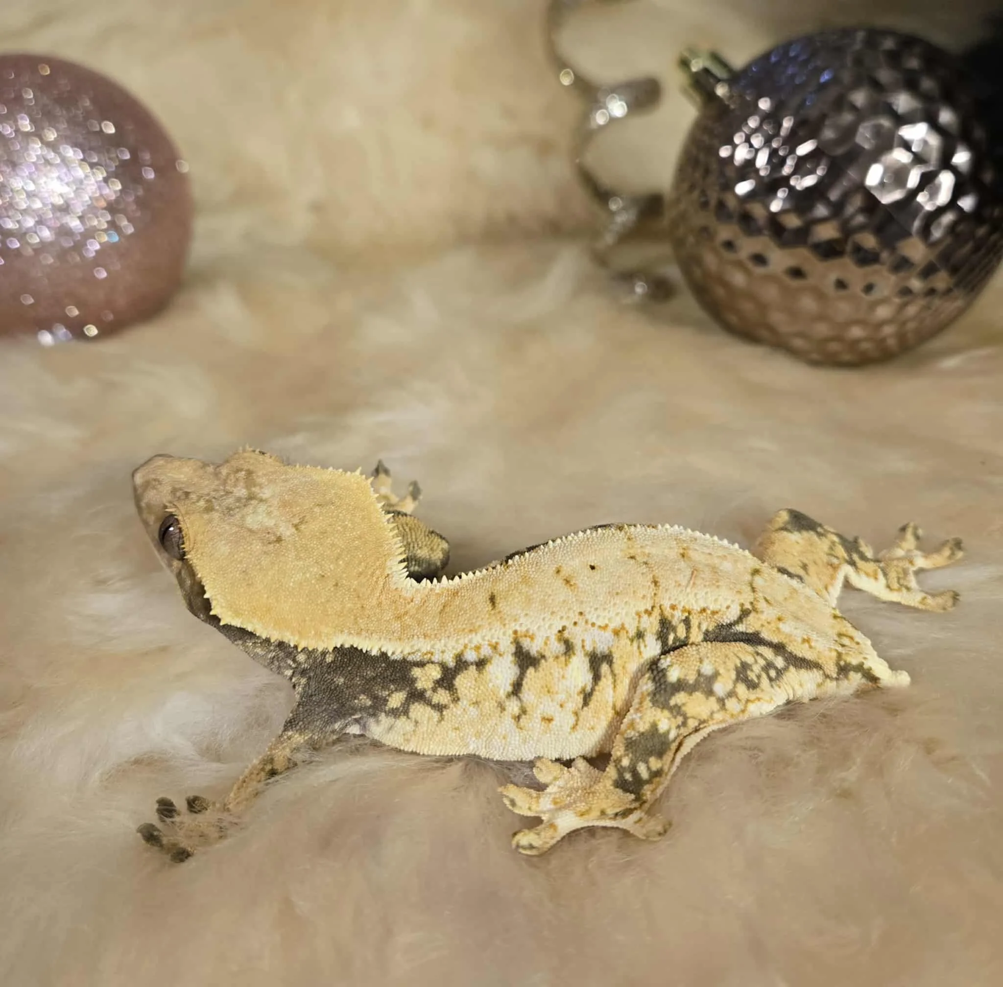 Female high expression extreme harlqeuin