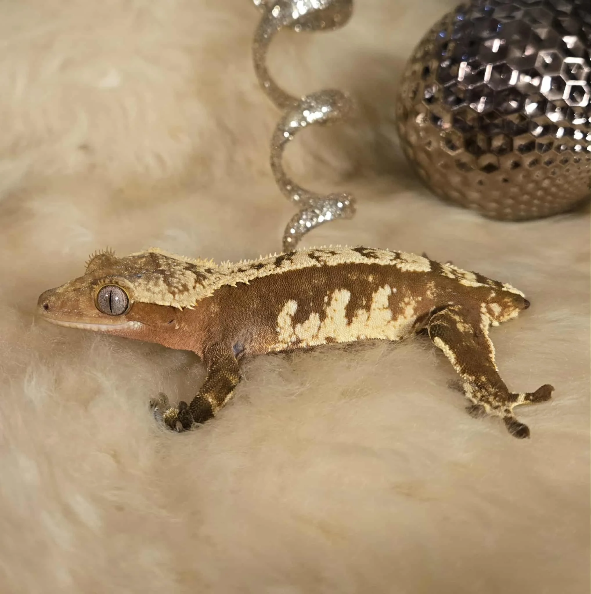 Female red base harlqeuin