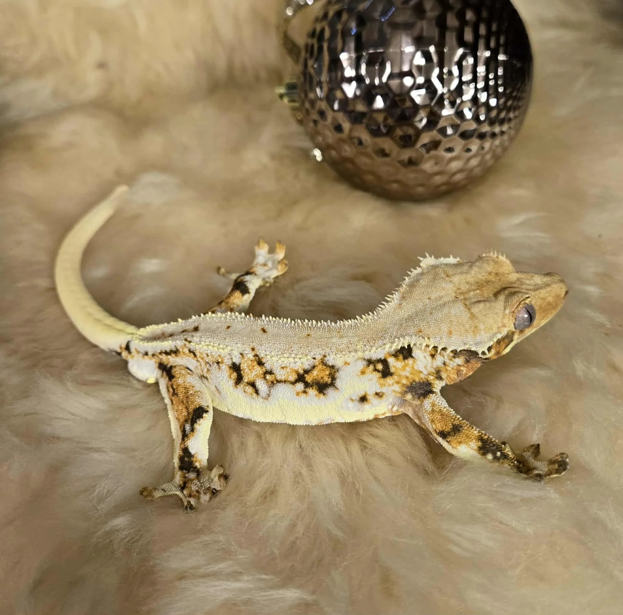 Male tricolour lilly white