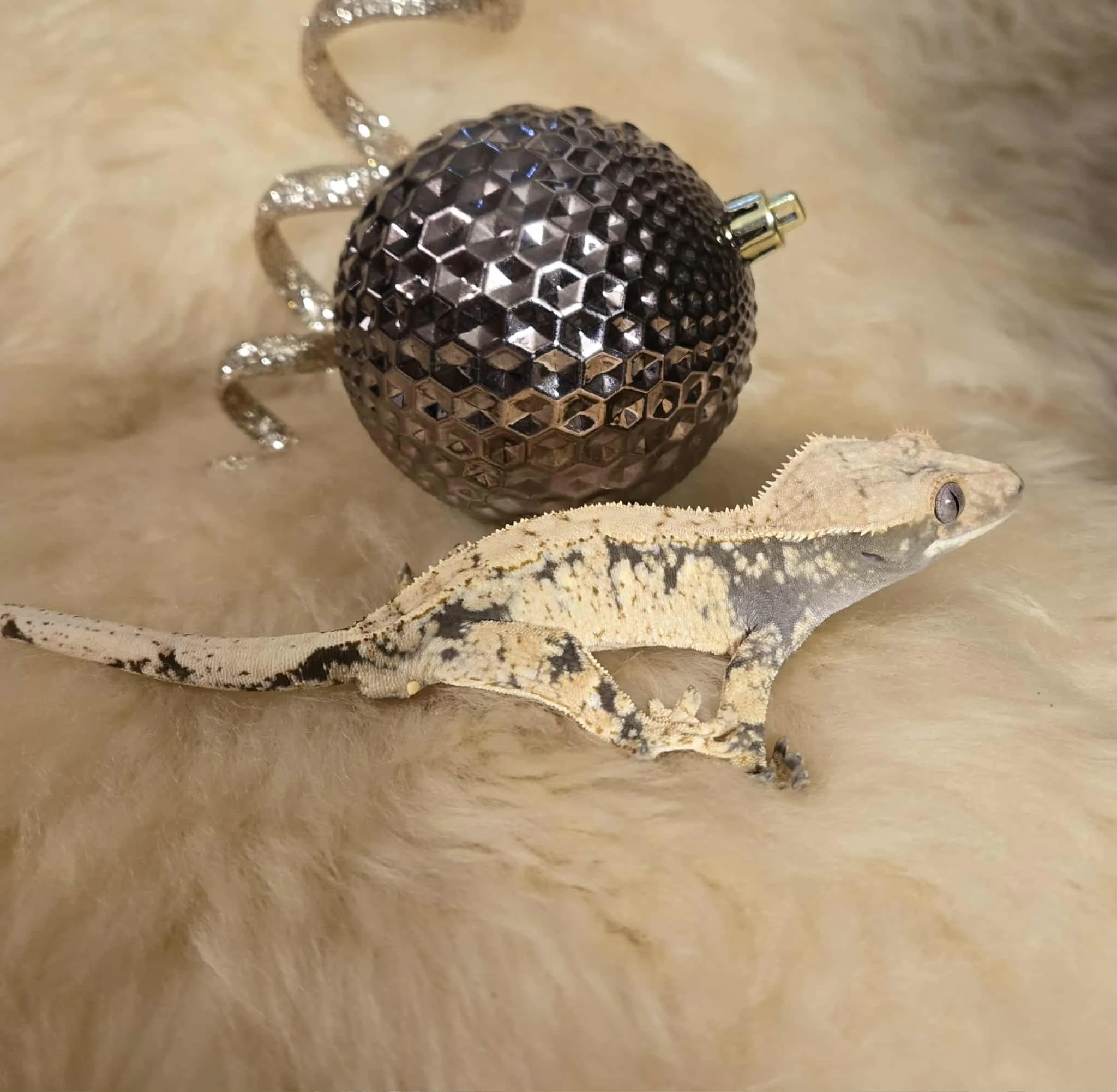 Male high expression extreme harlequin