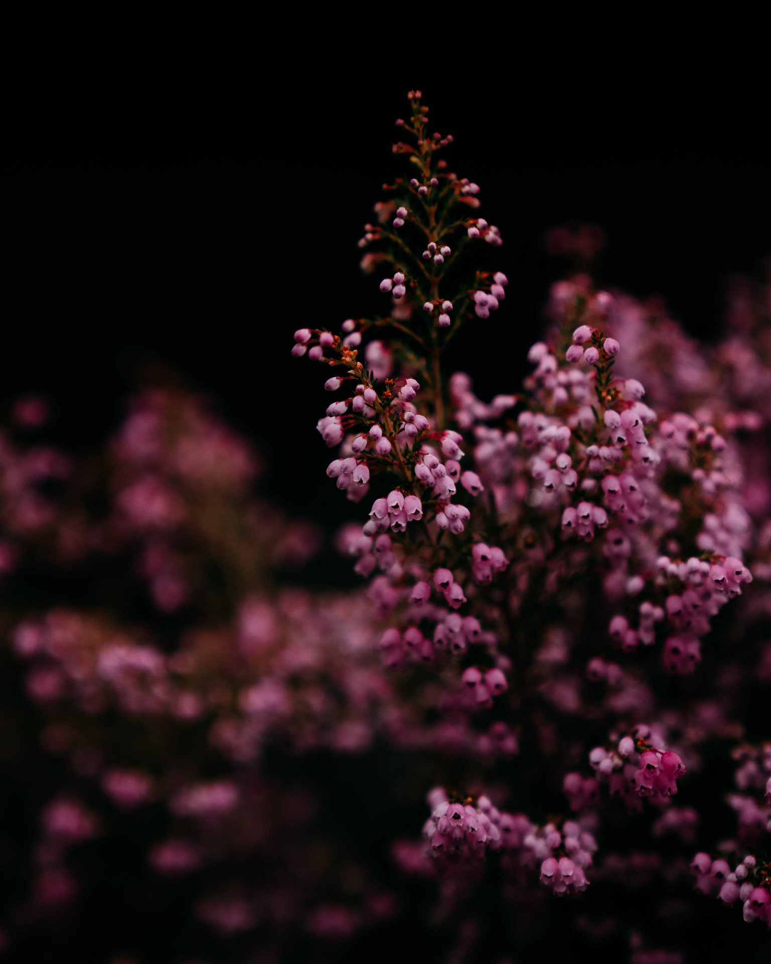 DSC02072.JPG