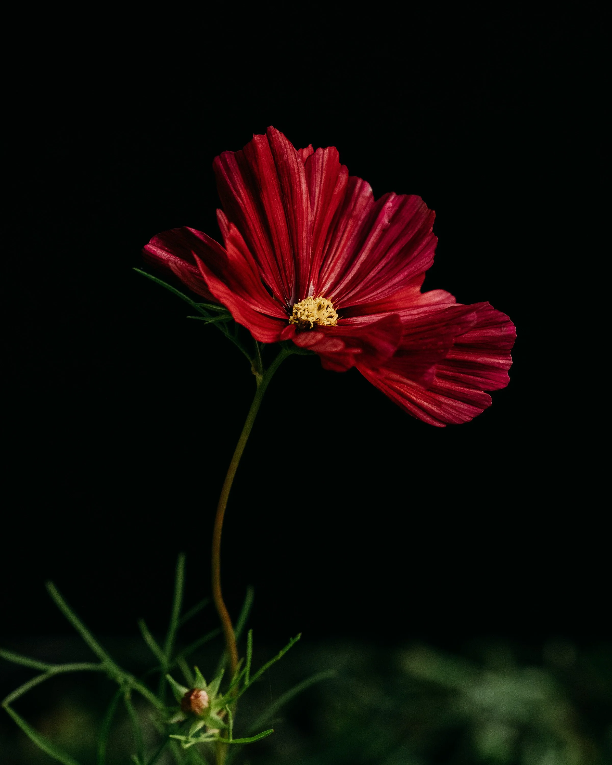 A close-up of a red flower with thin petals and a yellow center, against a dark background.