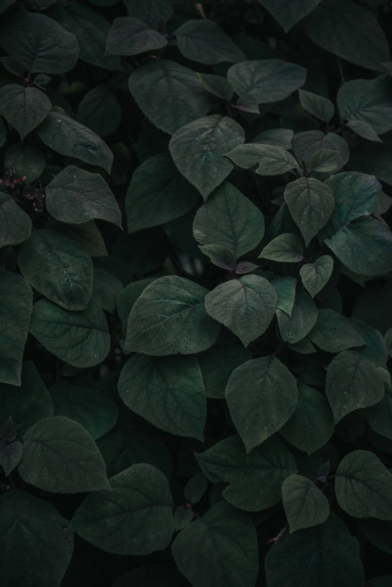 Dark green leafy plant, densely packed leaves with visible veins.