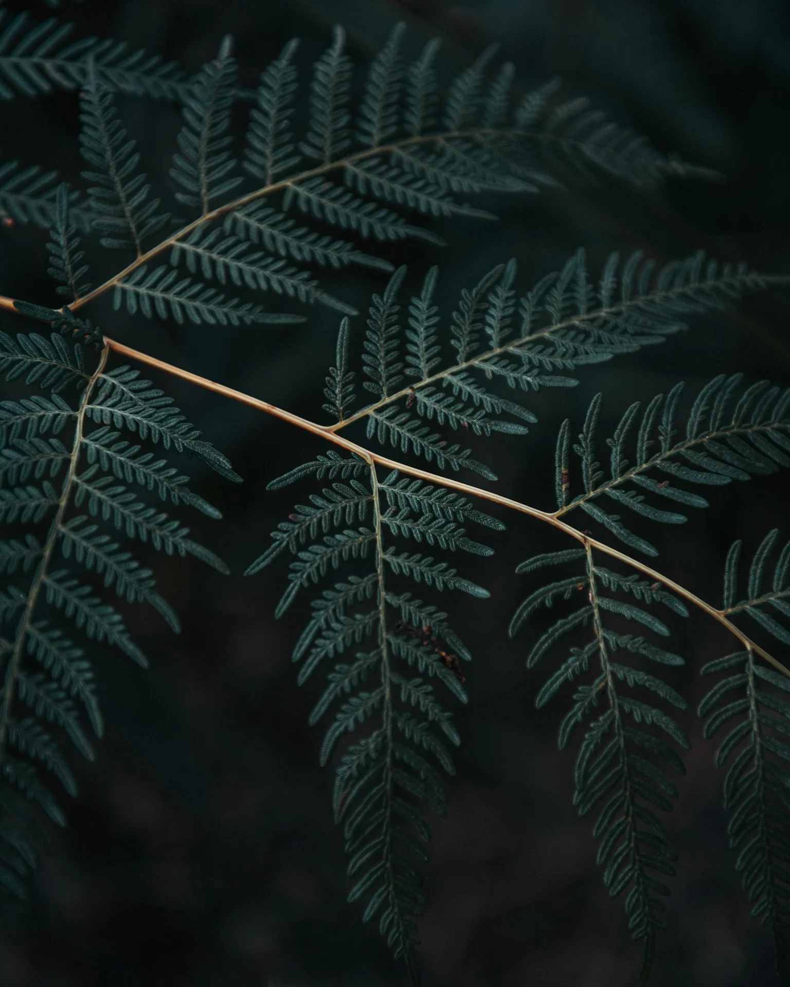 Close-up of green fern leaves against a dark background.