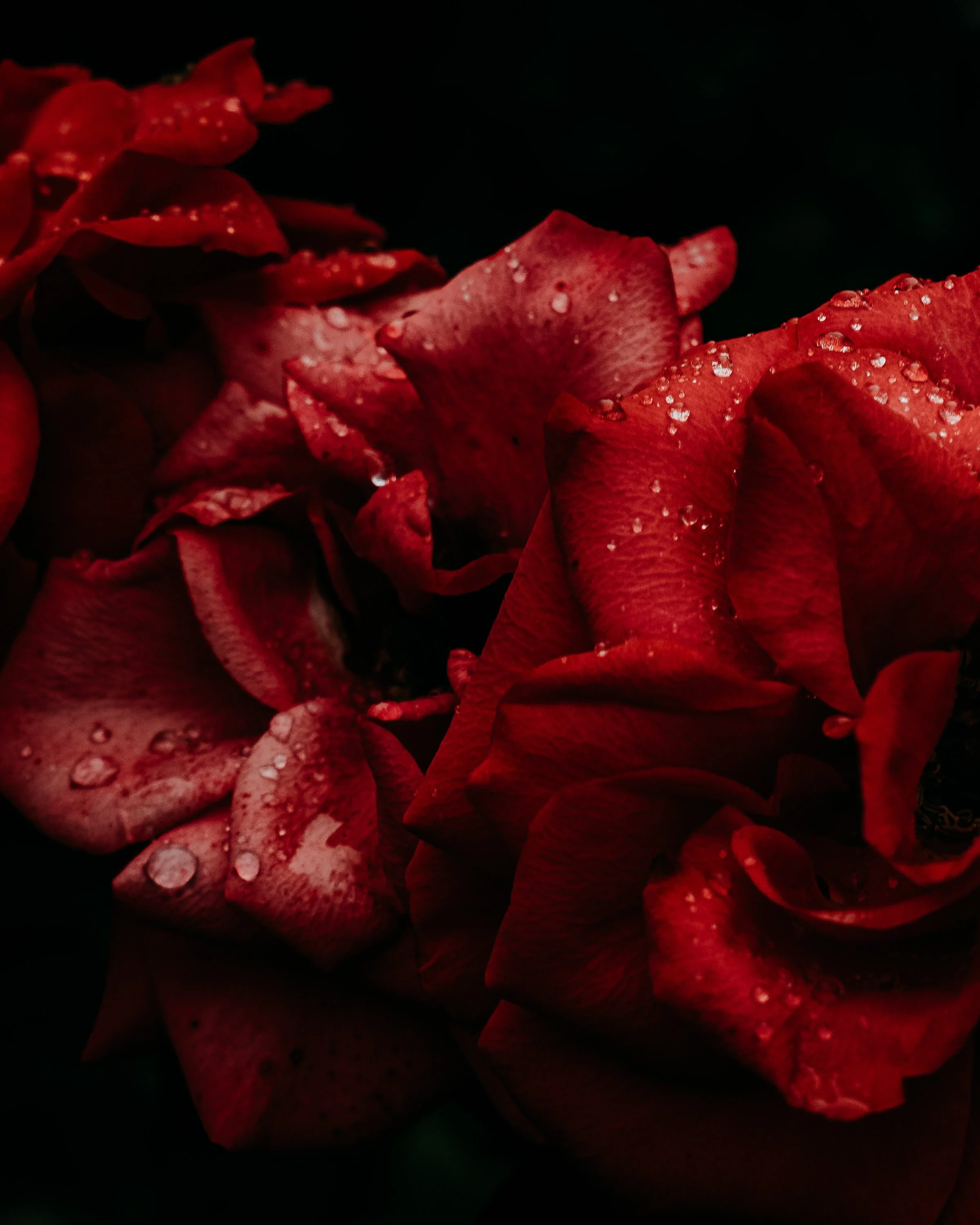 Close-up of red rose petals with water droplets.