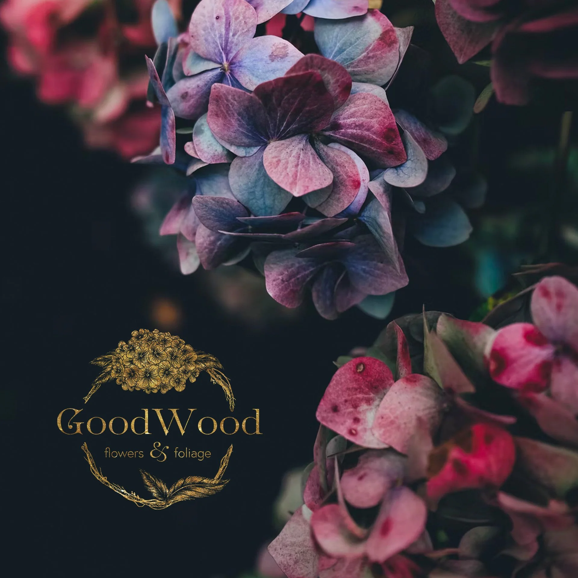 Close-up of pink, purple, and blue hydrangea flowers with a dark background and gold logo reading 'GoodWood flowers & foliage'.