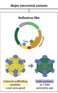 New paper - Microviruses: A World Beyond phiX174