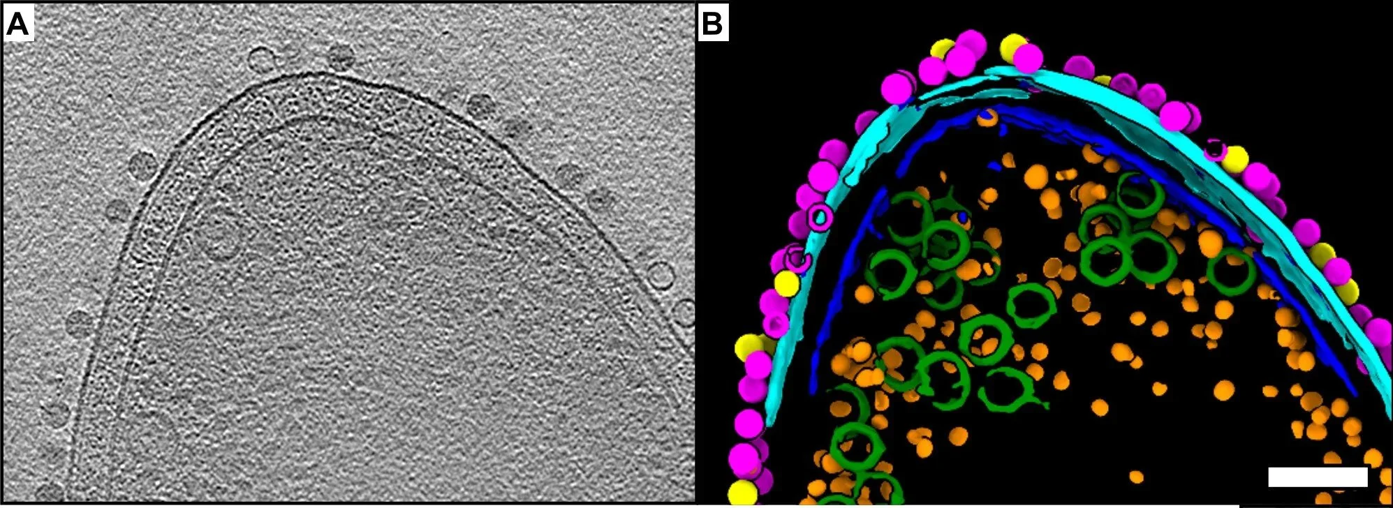 New Paper on microviral infection mechanisms