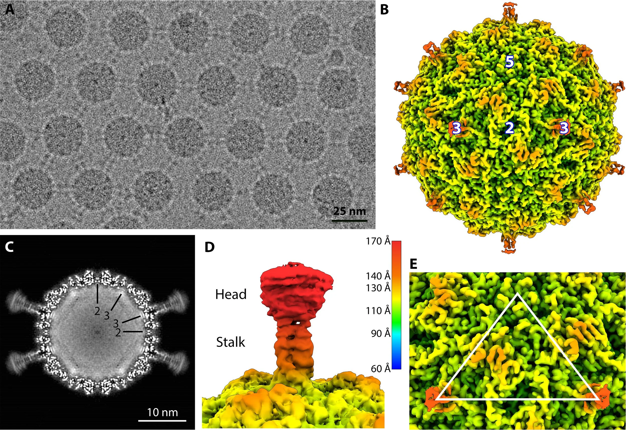 The lab is up and running, plus virus structure