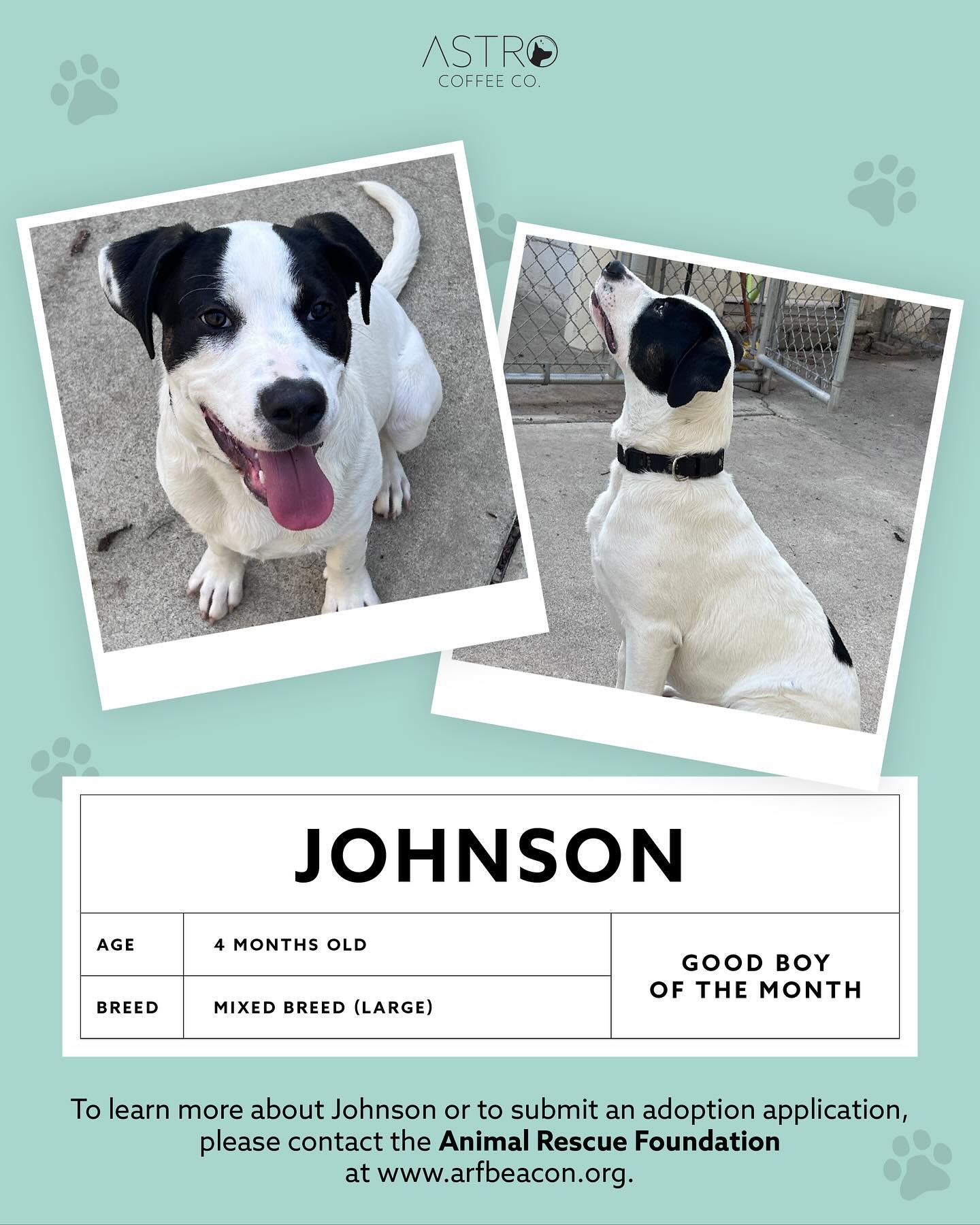 We are so happy to announce Johnson as Astro Coffee Co.&rsquo;s first Good Boy of the Month! 

Johnson is an adorable, friendly mixed breed puppy! He is a super loveable and goofy guy. He is 4 months old and looking like he will grow to be a fairly l