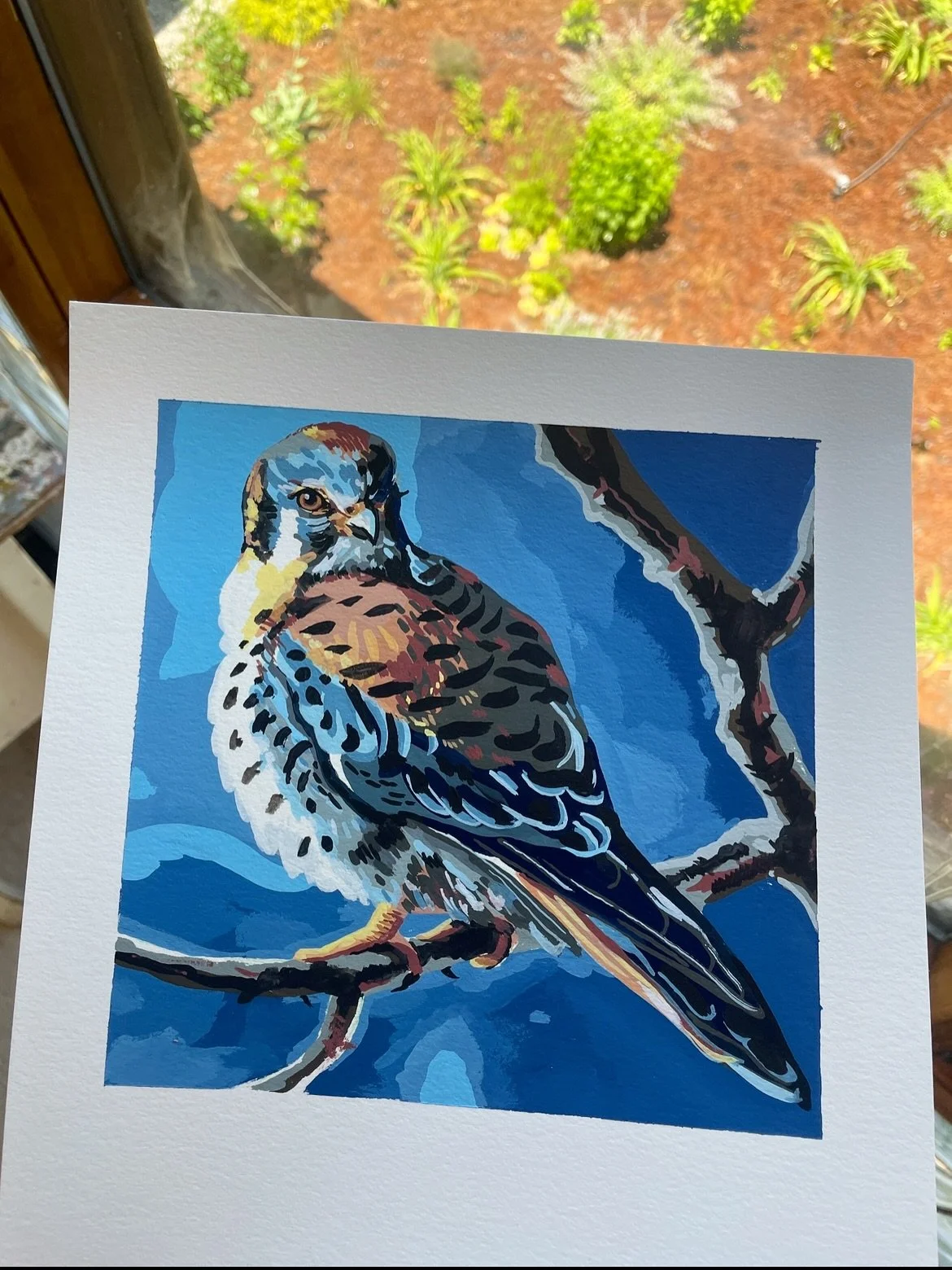 Something a little different :) I just finished this pair of gouache paintings of an American Kestrel *Falco sparverius* I love the colors and personality of this bird of prey 🧡🩵🤍🖤🩶🤎💙