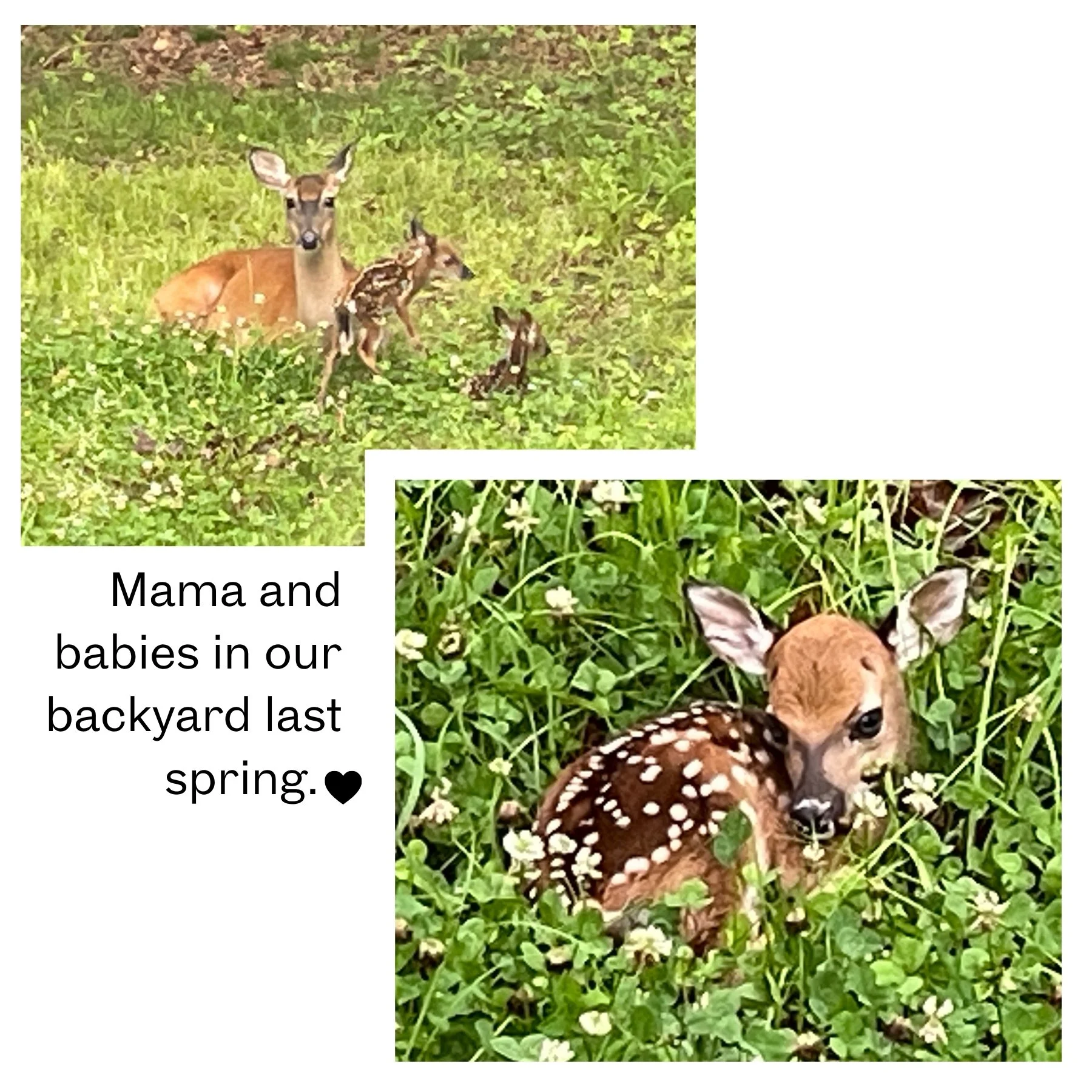 fawns and mama.jpg